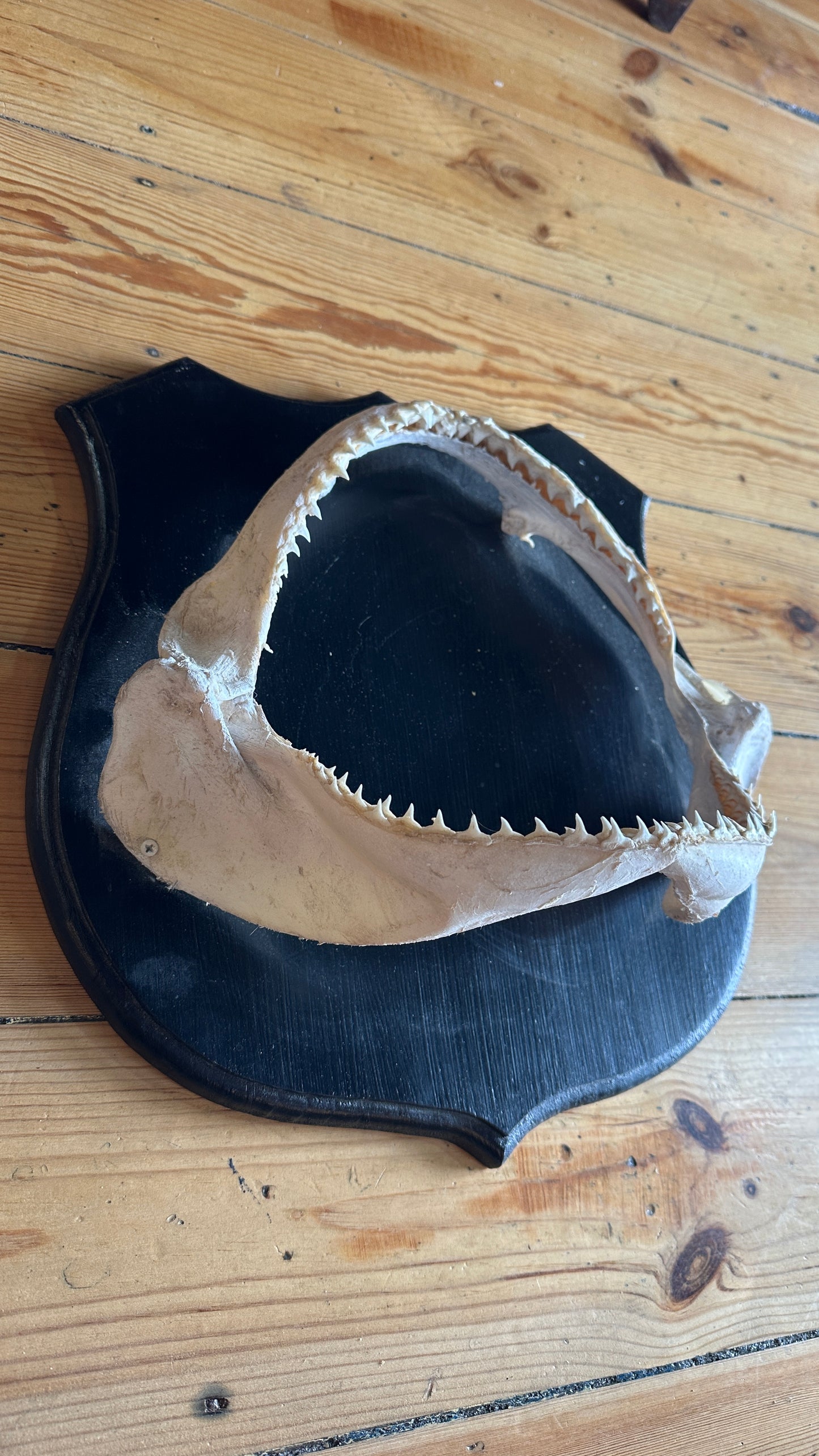 Genuine Shark Jaw mounted on black wooden shield