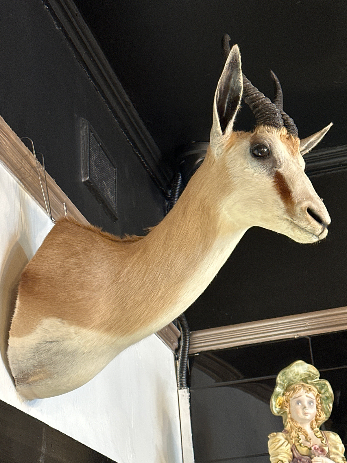 Taxidermy African Springbok Shoulder Mount
