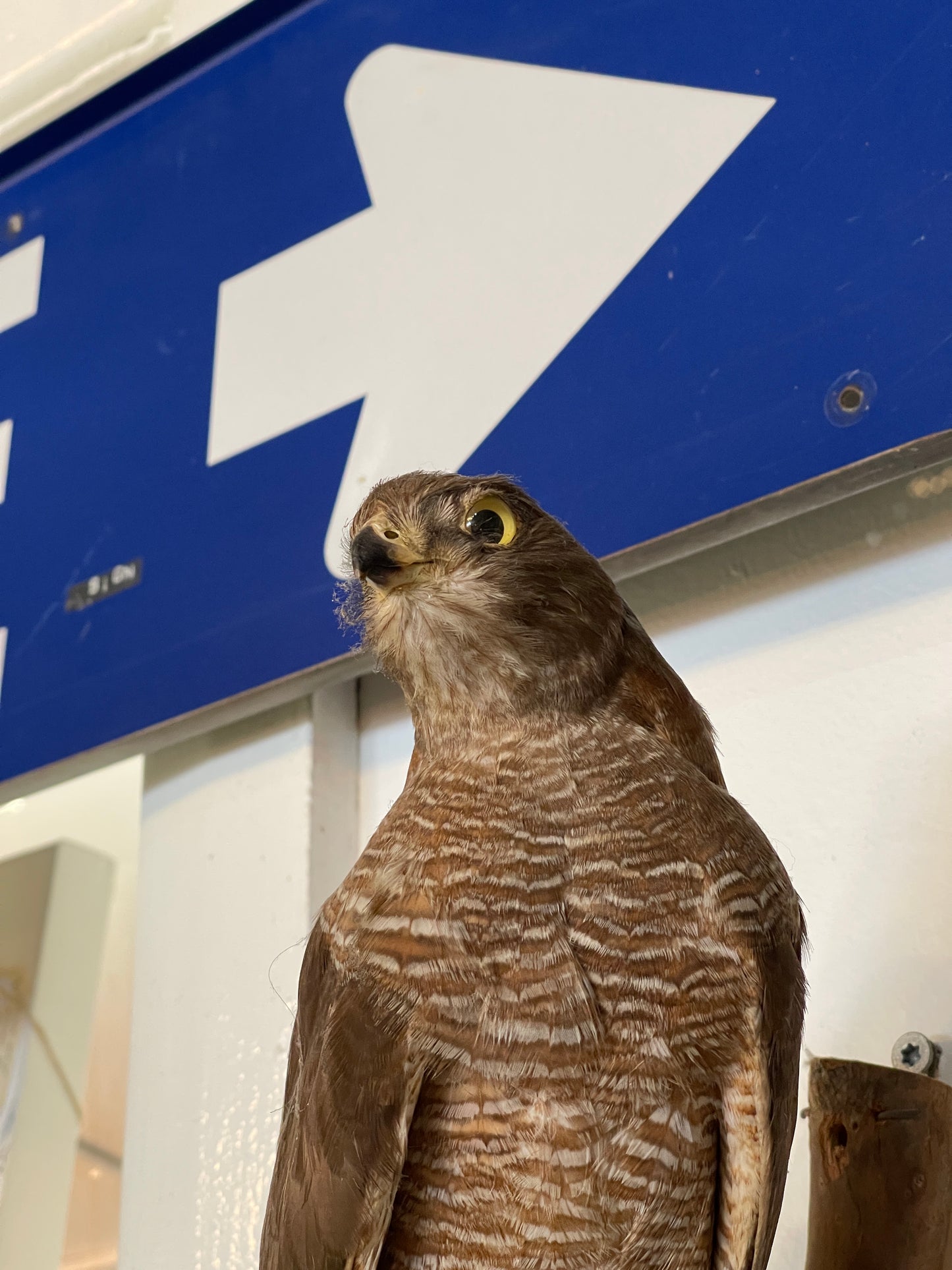 Brown Goshawk Taxidermy Mount - Stunning Ornithological Art