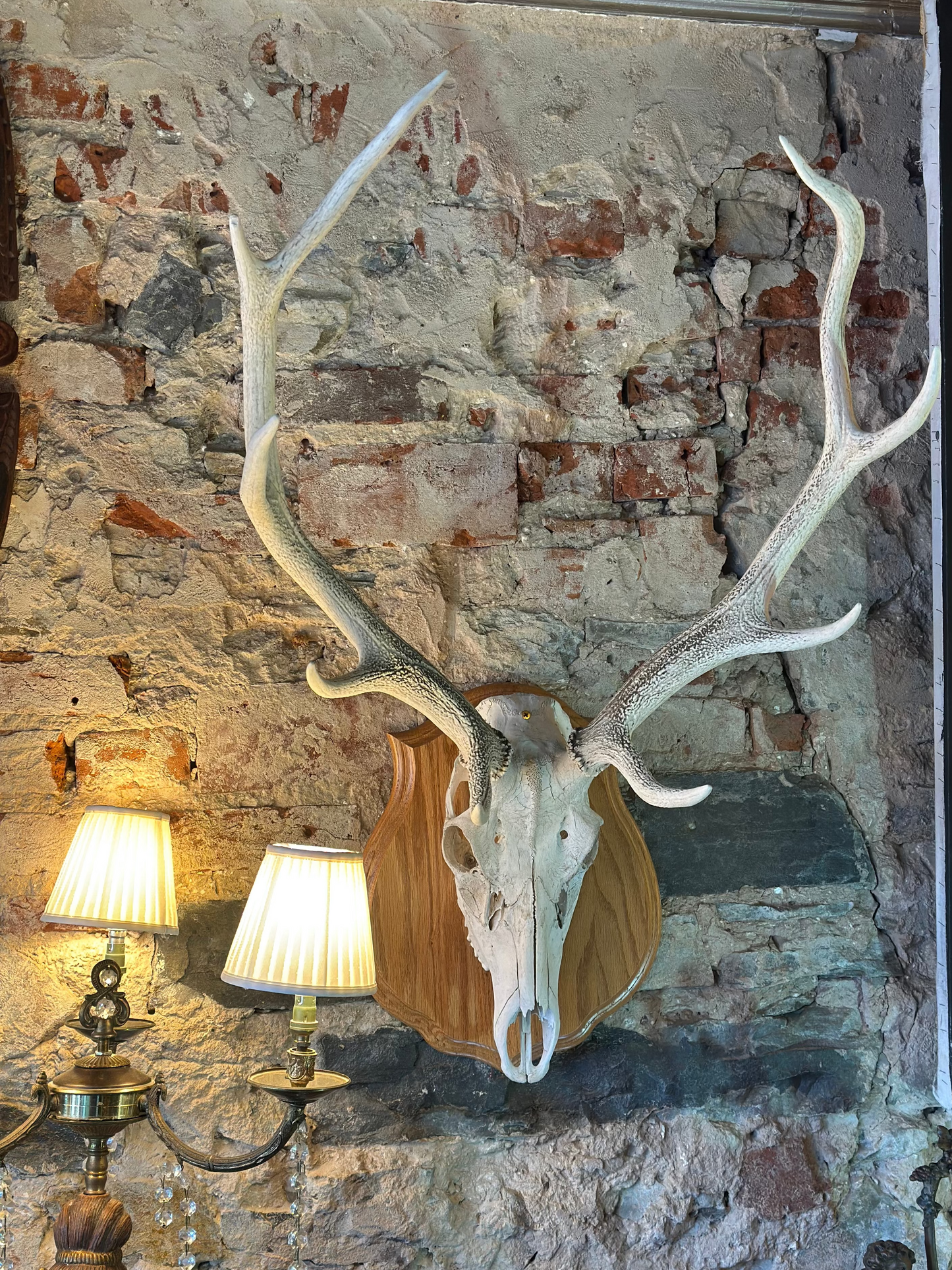 Vintage Taxidermy Red Stag Deer Skull Mount on Timber Plaque