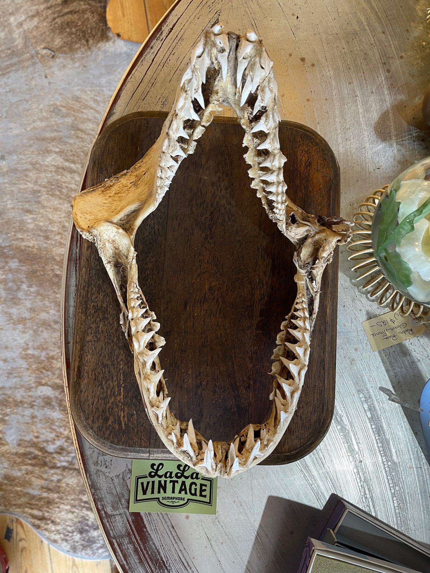 Authentic Shark Jaw with Timber Plaque – 37cm x 28cm