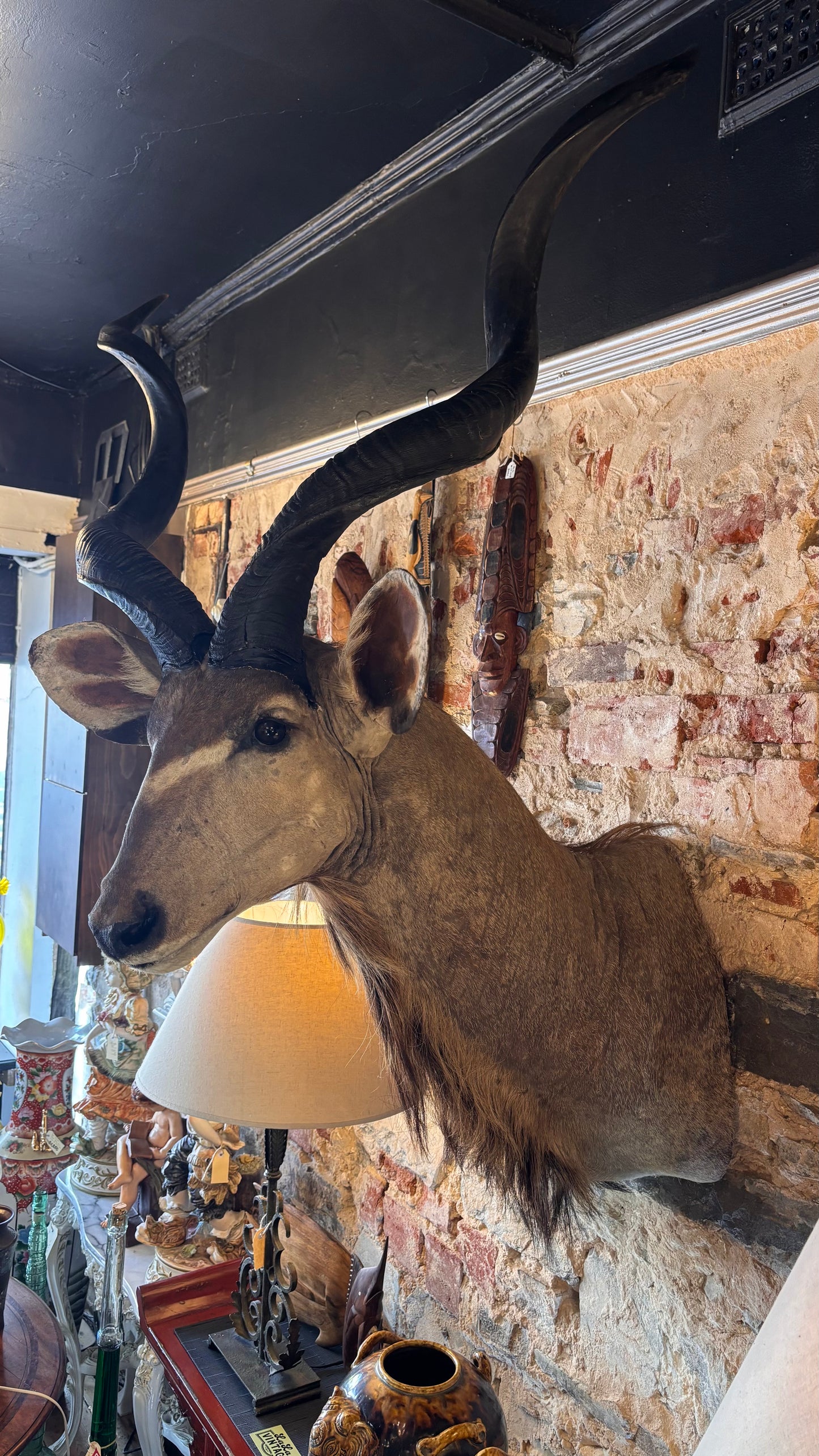 Taxidermy Kudu Shoulder Mount – 160cm Tall
