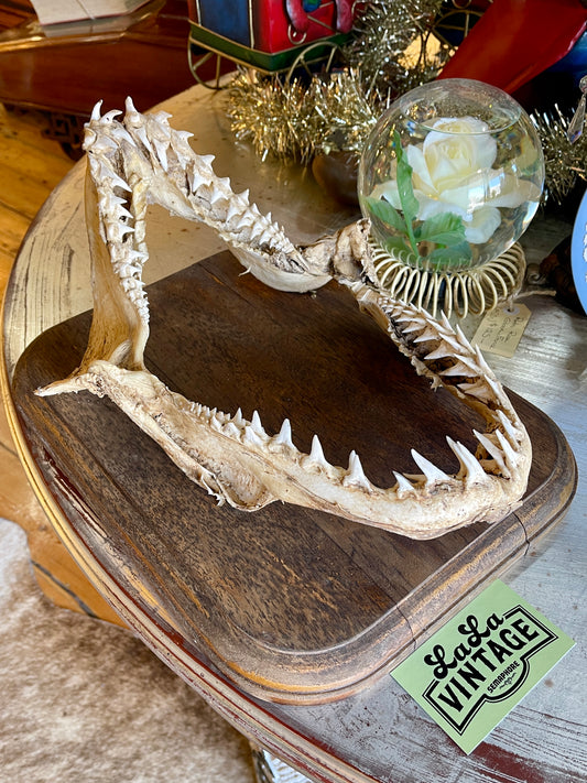 Authentic Shark Jaw with Timber Plaque – 37cm x 28cm