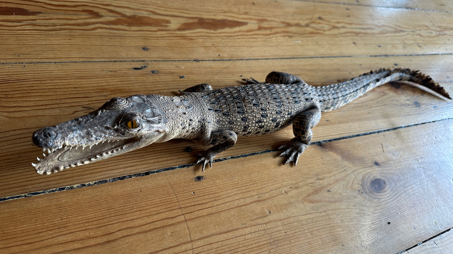Vintage full-body juvenile crocodile taxidermy specimen with an open mouth and scaly dermal scutes