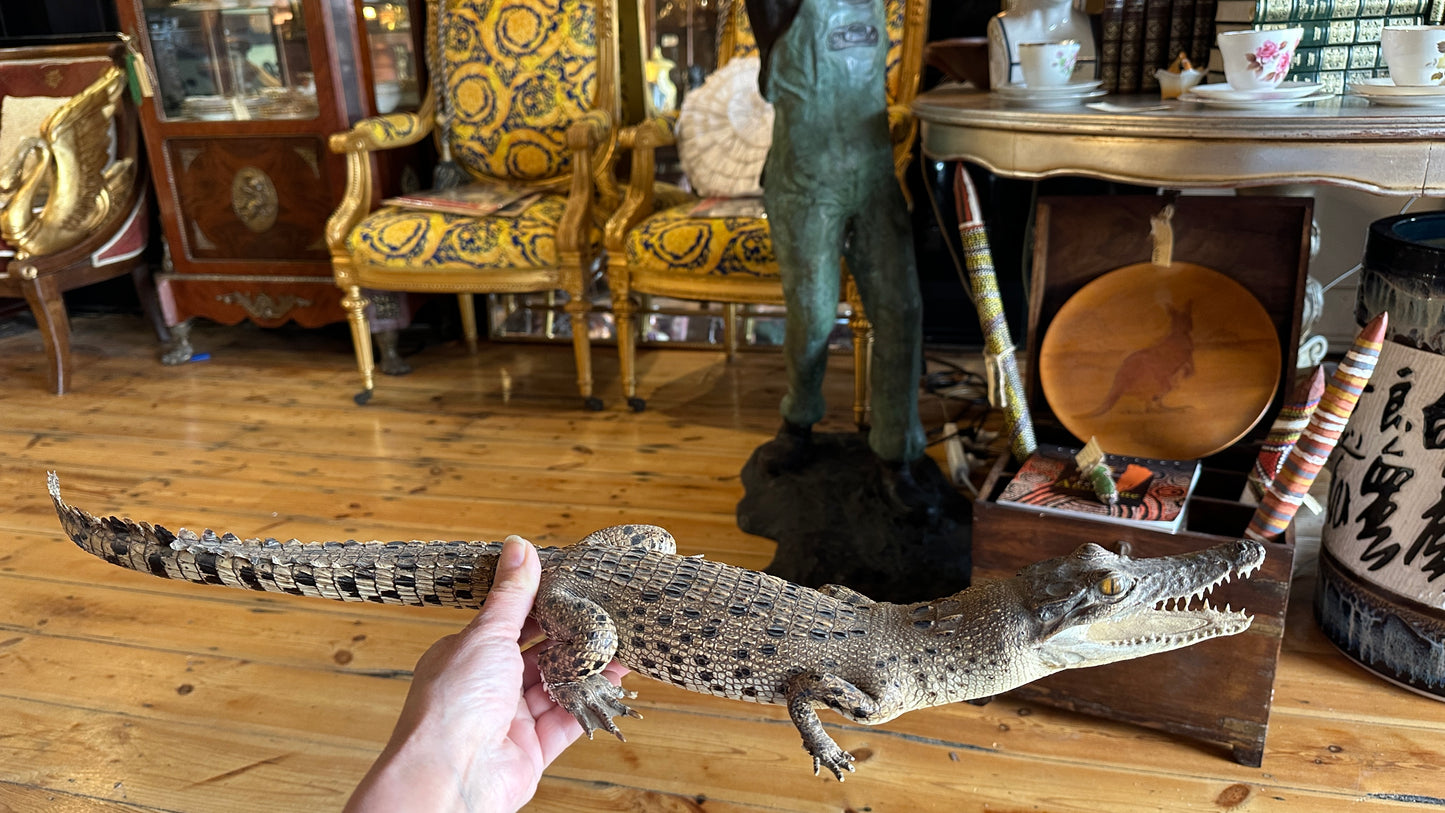 Vintage full-body juvenile crocodile taxidermy specimen with an open mouth and scaly dermal scutes