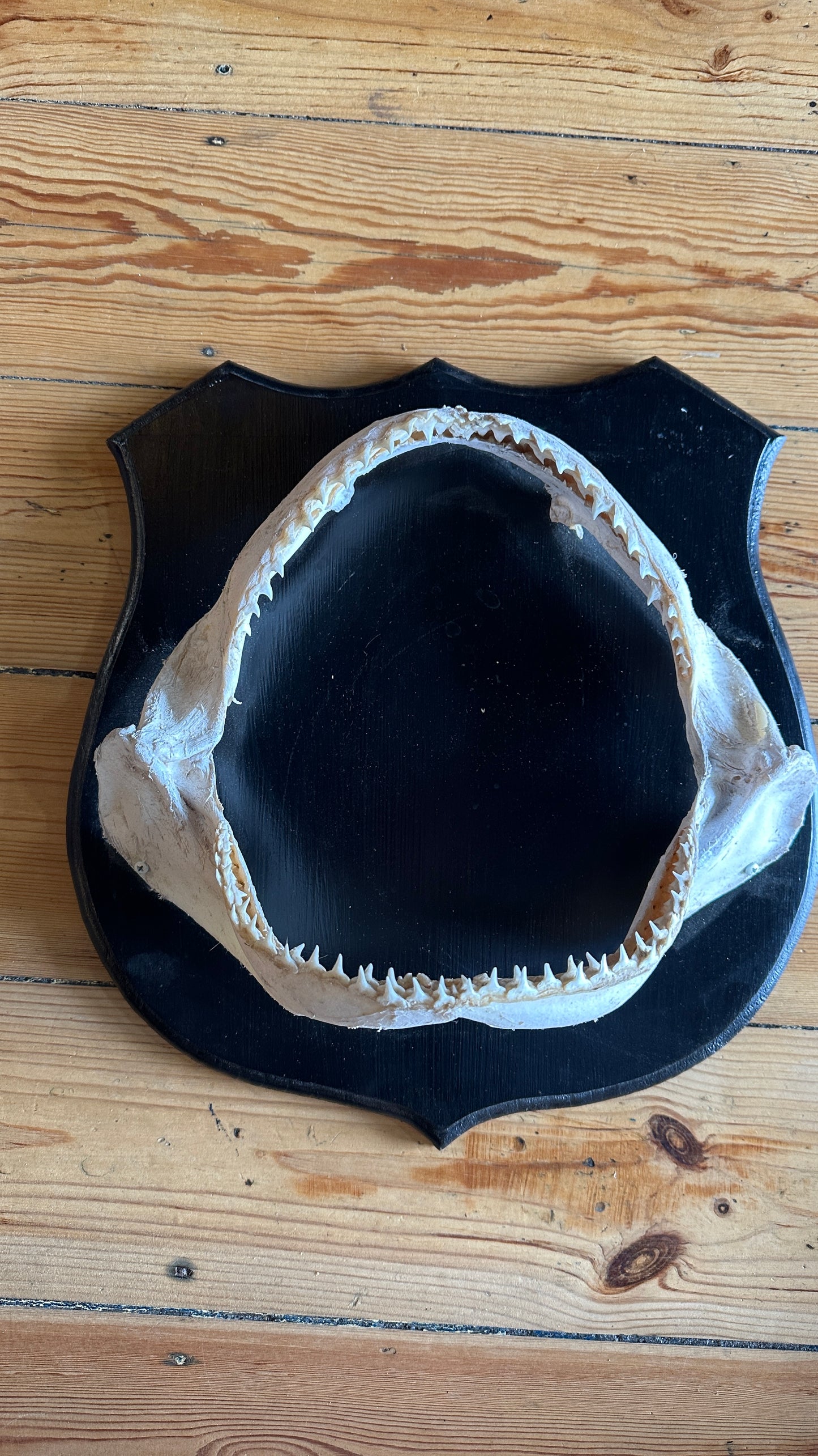 Genuine  Shark Jaw mounted on black wooden shield