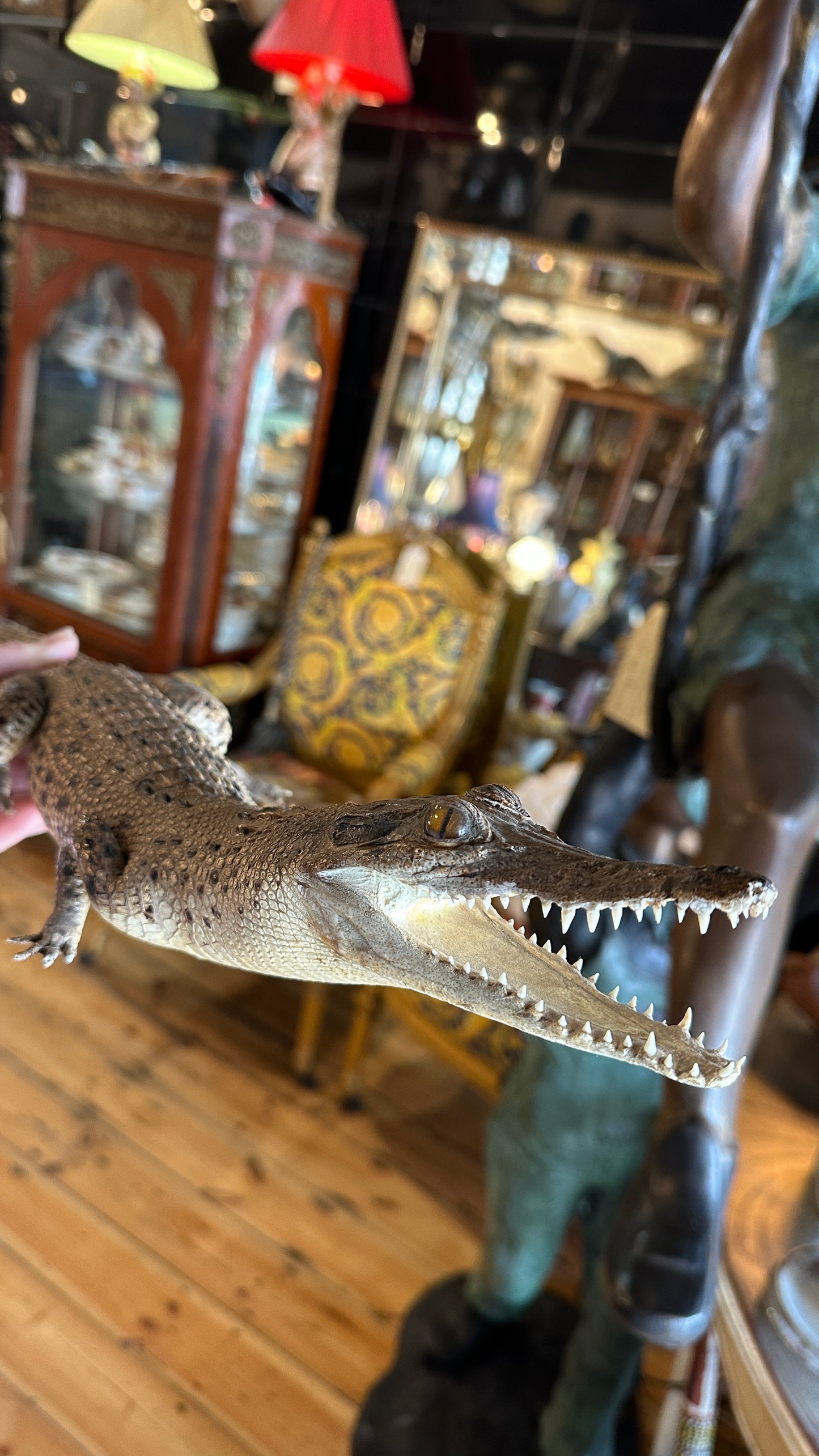 Vintage full-body juvenile crocodile taxidermy specimen with an open mouth and scaly dermal scutes