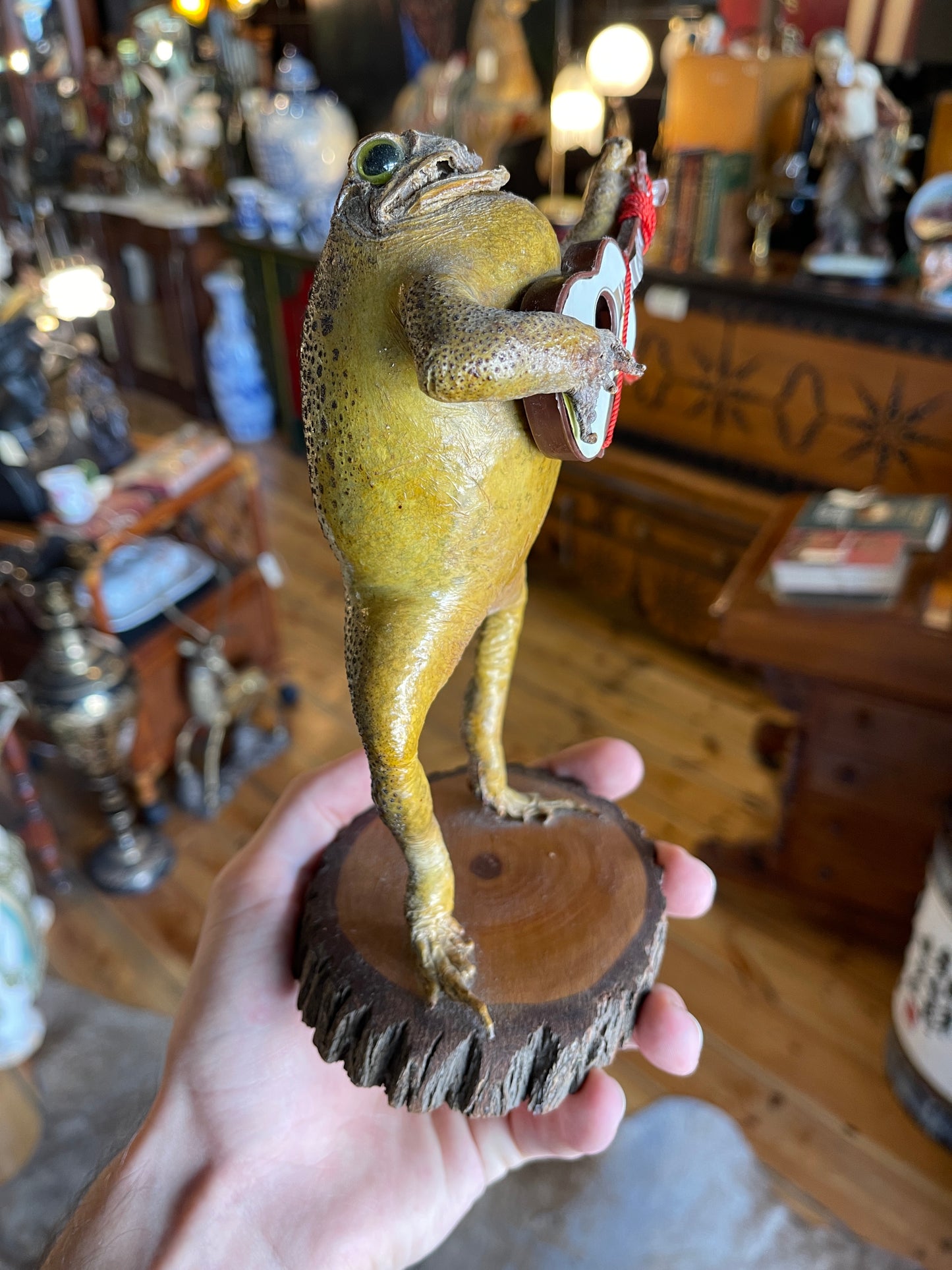 Taxidermy Cane Toad with Miniature Guitar - Unique Mounted Display