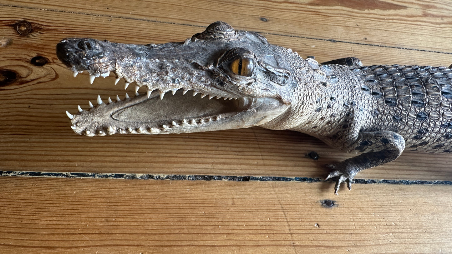 Vintage full-body juvenile crocodile taxidermy specimen with an open mouth and scaly dermal scutes