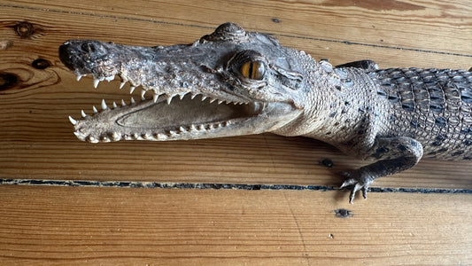 Vintage full-body juvenile crocodile taxidermy specimen with an open mouth and scaly dermal scutes