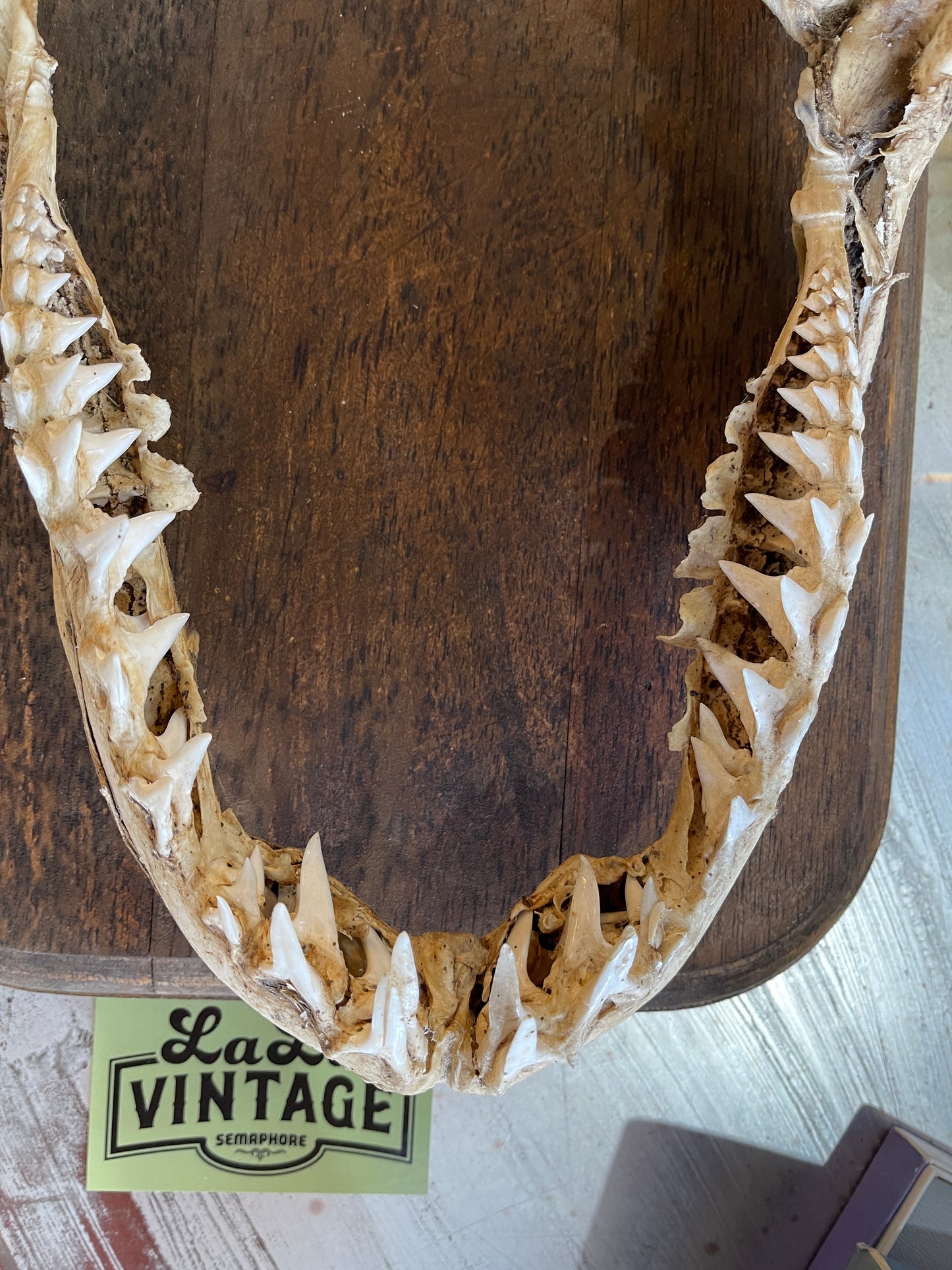 Authentic Shark Jaw with Timber Plaque – 37cm x 28cm