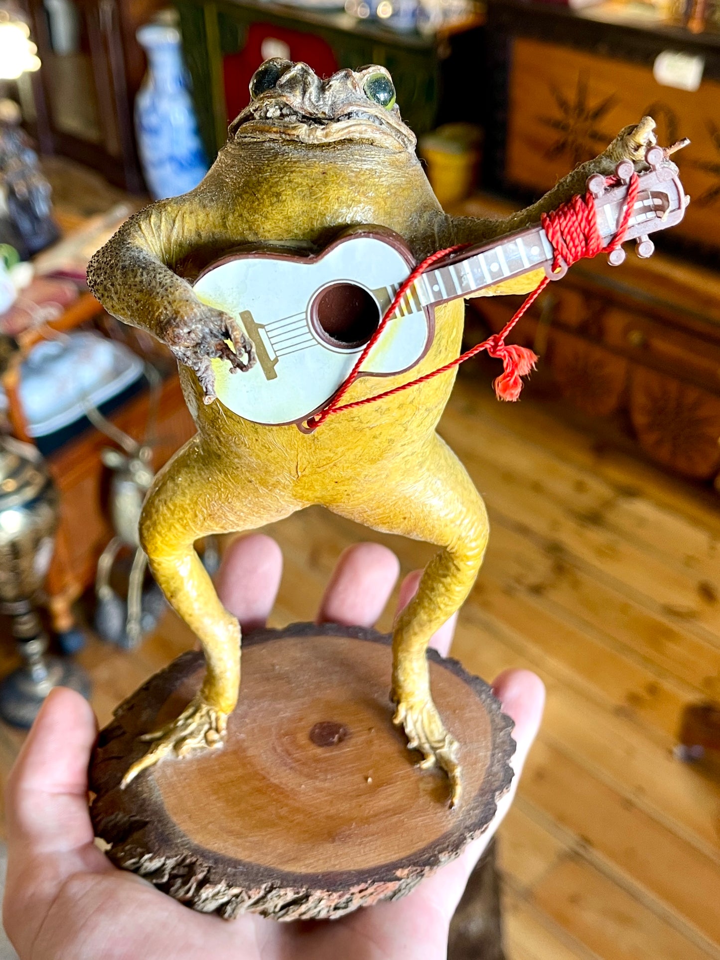 Taxidermy Cane Toad with Miniature Guitar - Unique Mounted Display