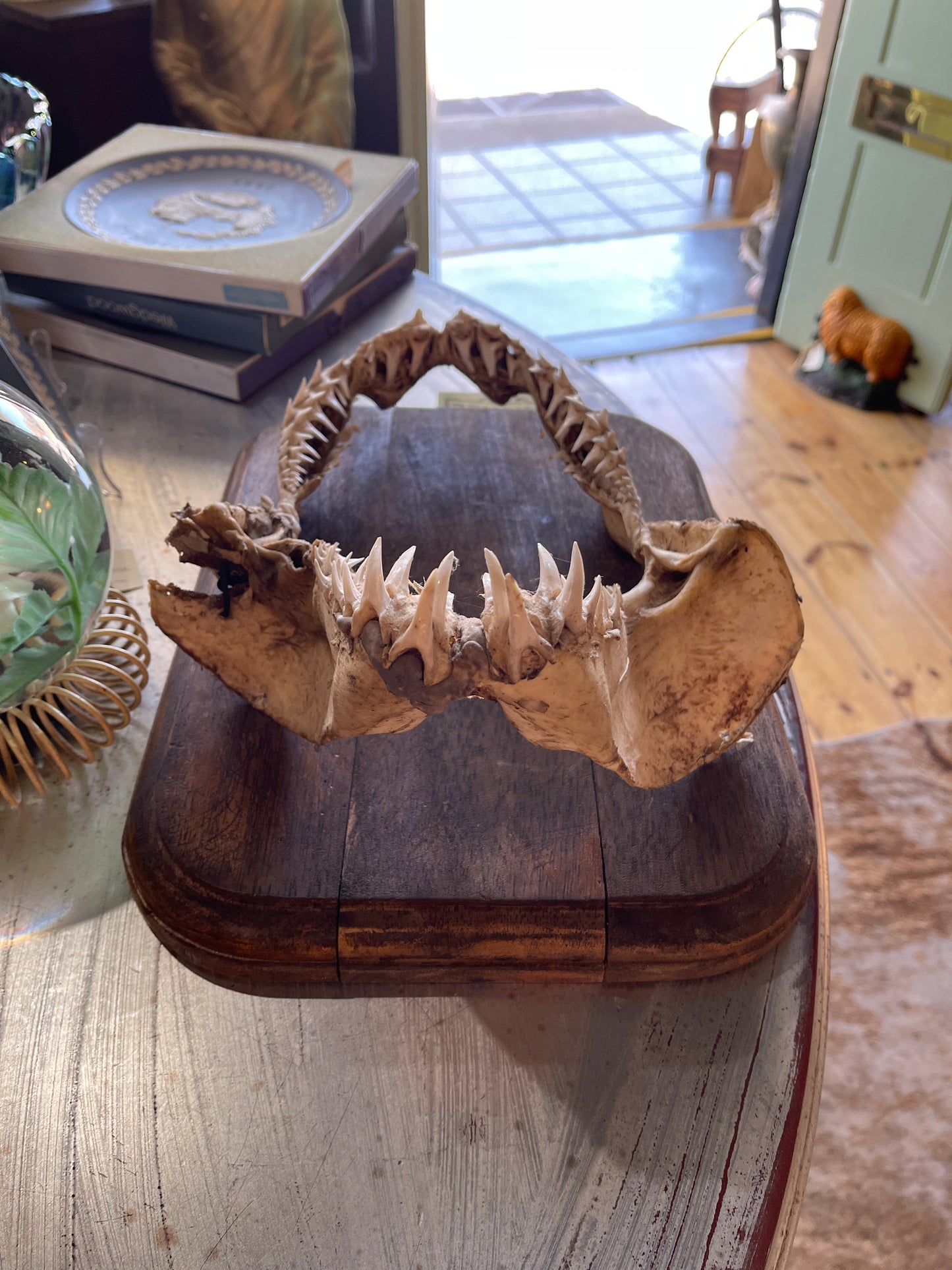 Authentic Shark Jaw with Timber Plaque – 37cm x 28cm