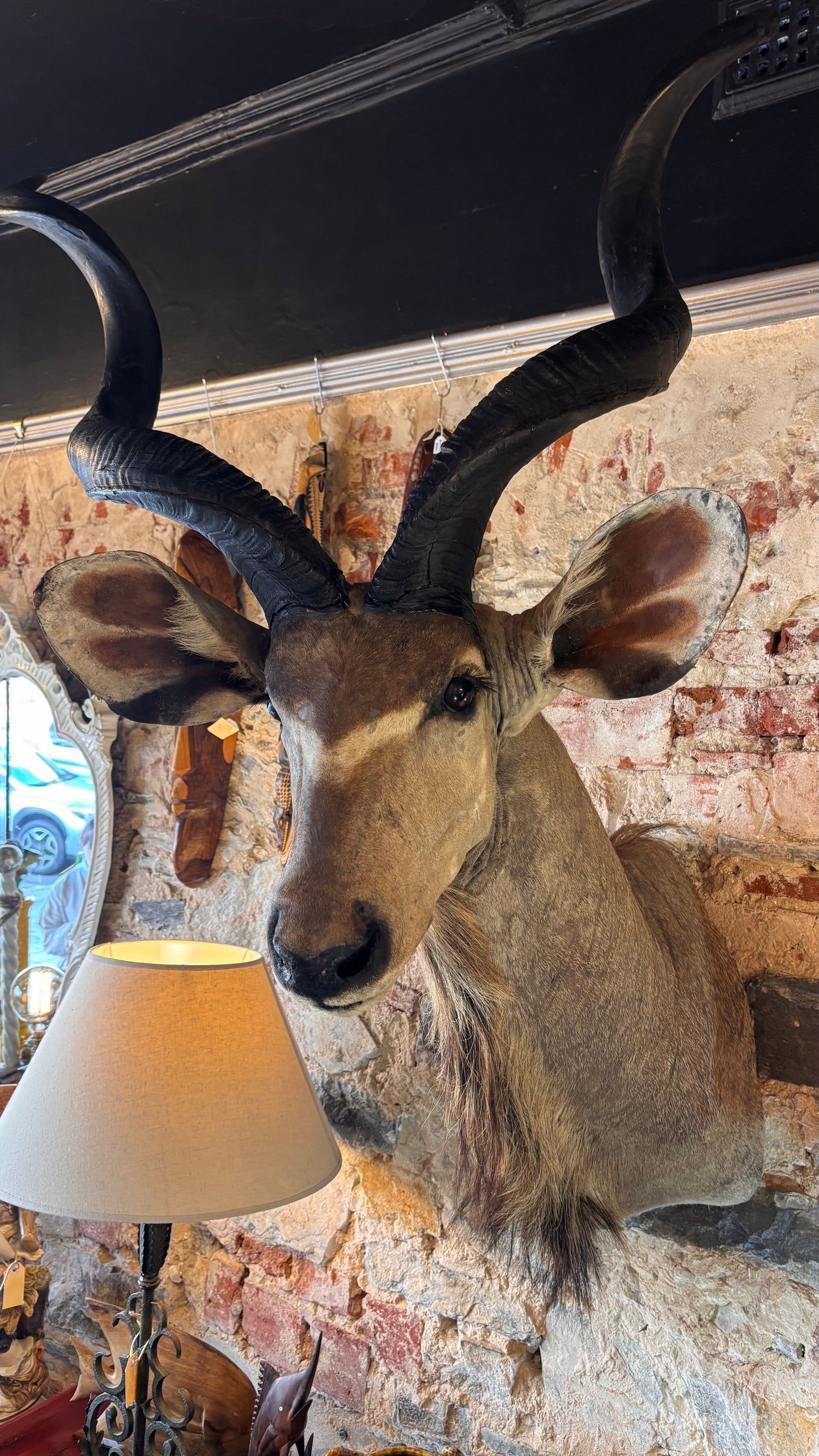 Taxidermy Kudu Shoulder Mount – 160cm Tall
