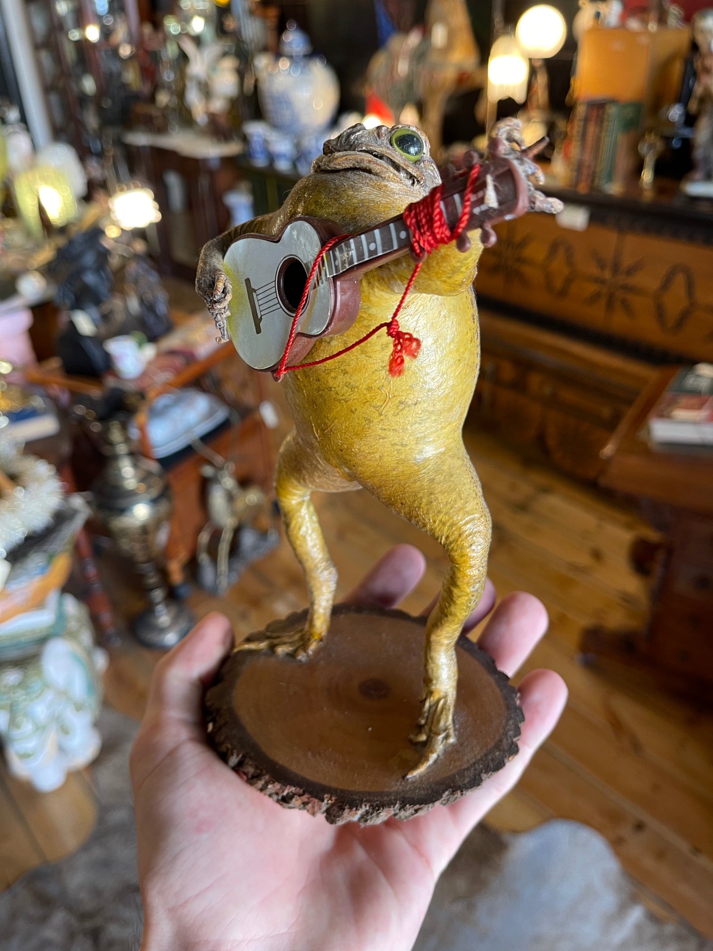 Taxidermy Cane Toad with Miniature Guitar - Unique Mounted Display