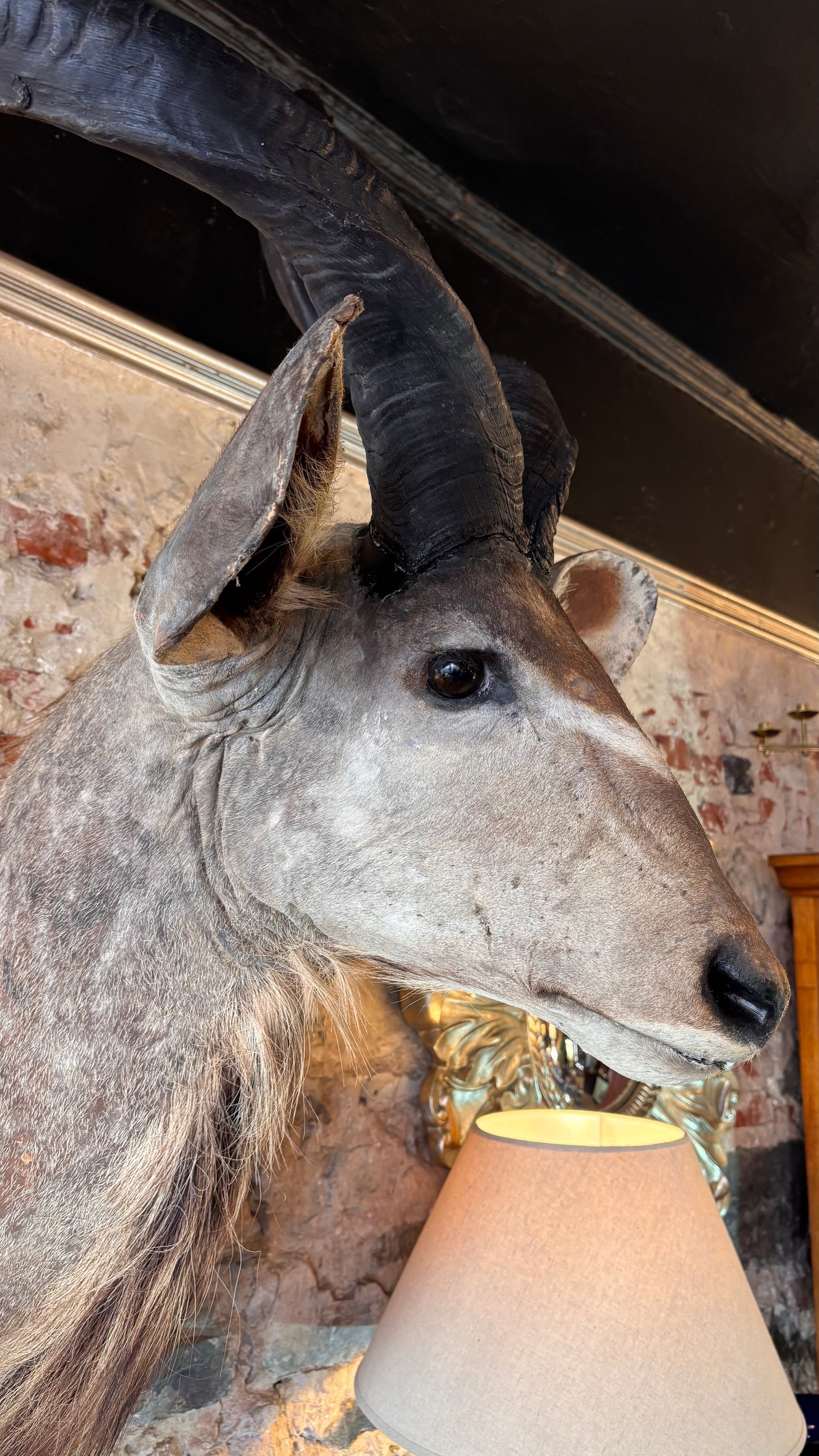 Taxidermy Kudu Shoulder Mount – 160cm Tall