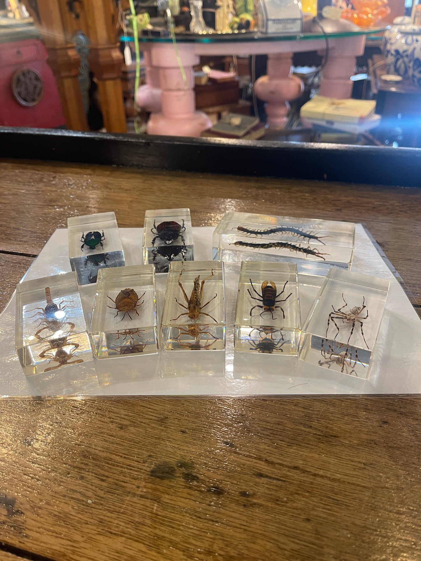 Real Insects in Resin - Individually Priced