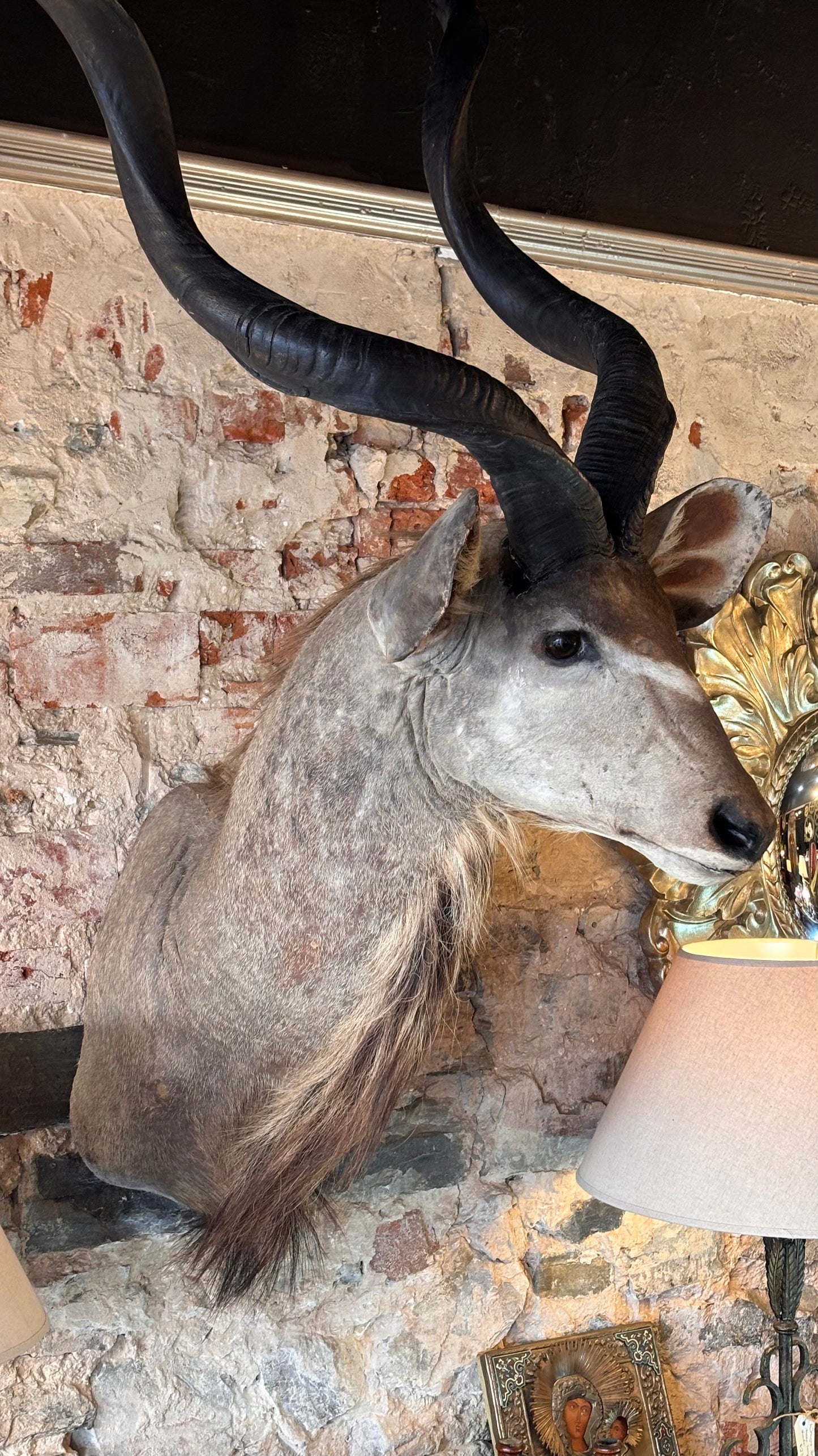 Taxidermy Kudu Shoulder Mount – 160cm Tall