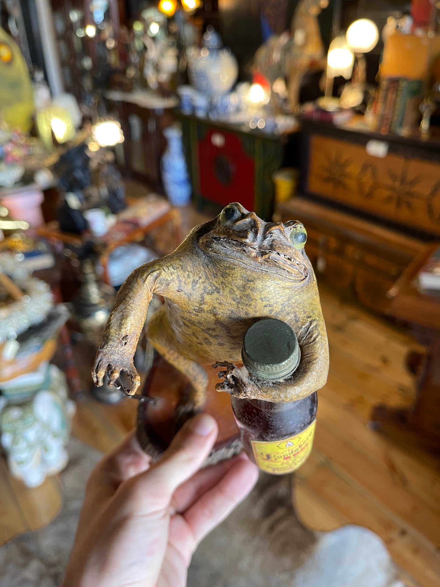 Taxidermy Cane Toad Holding Bundaberg Rum Bottle & Cane - Unique Mounted Display