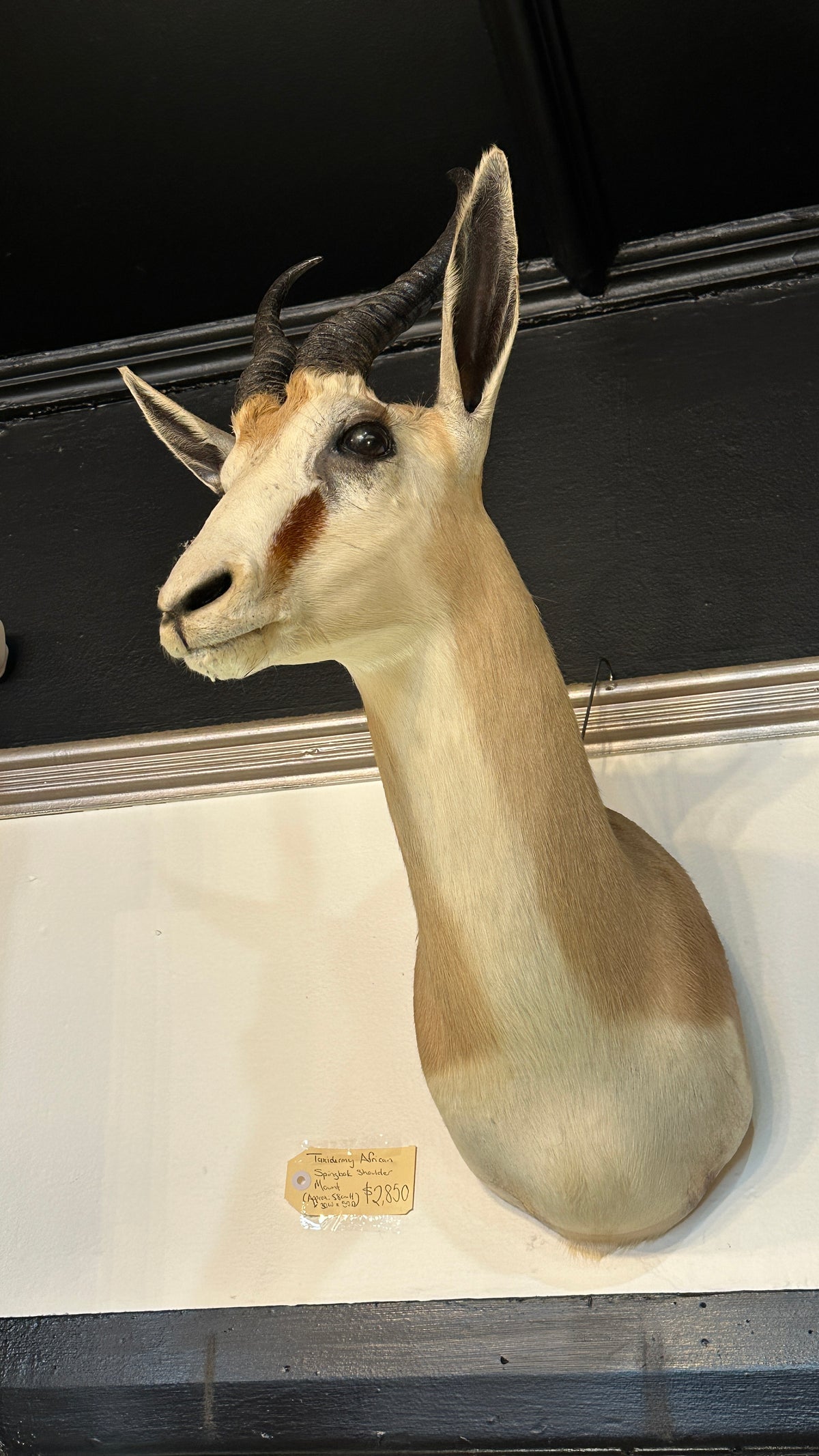 Taxidermy African Springbok Shoulder Mount