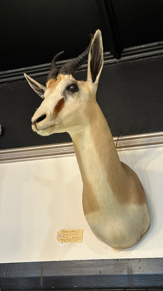 Taxidermy African Springbok Shoulder Mount
