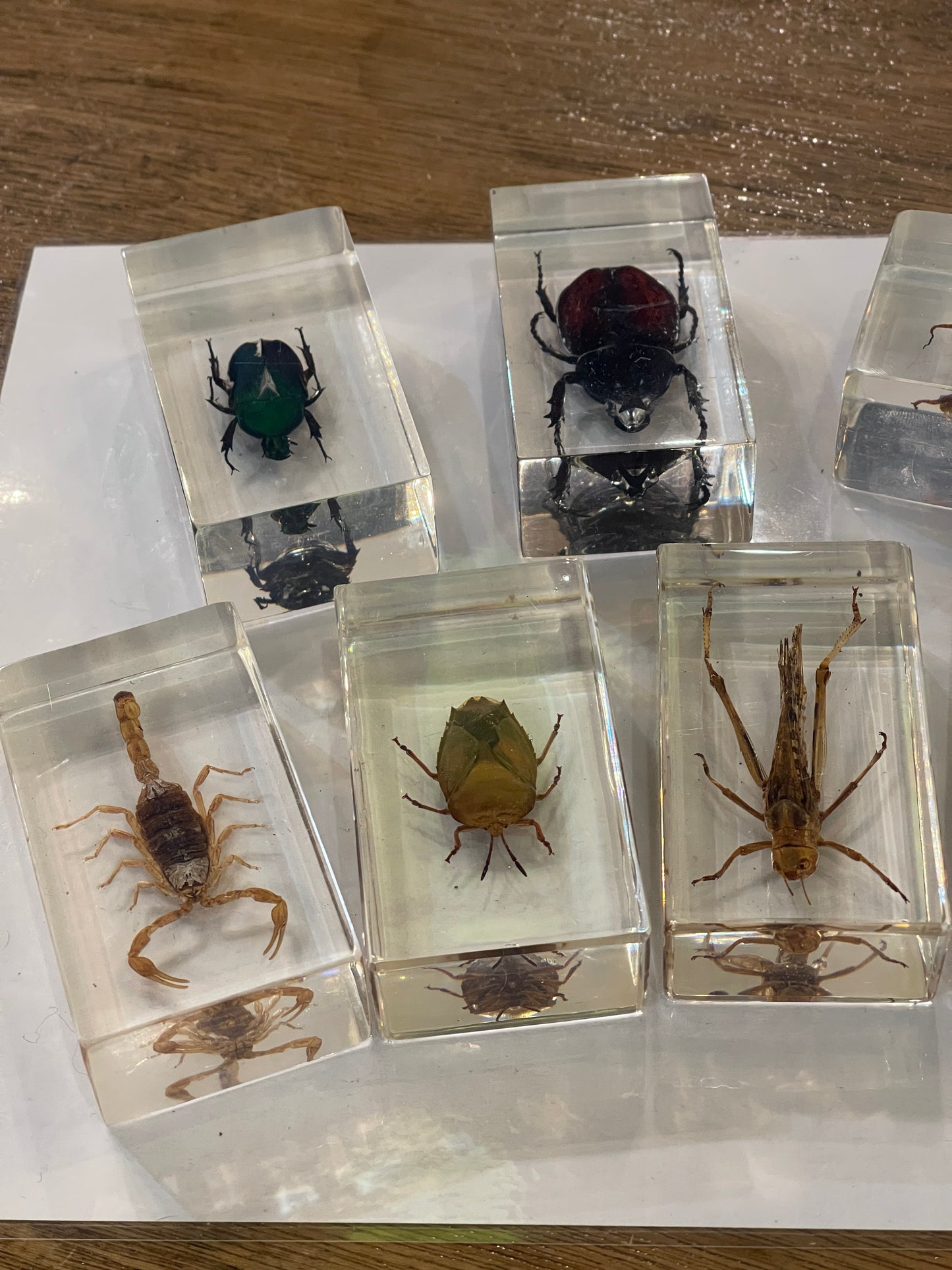 Real Insects in Resin - Individually Priced