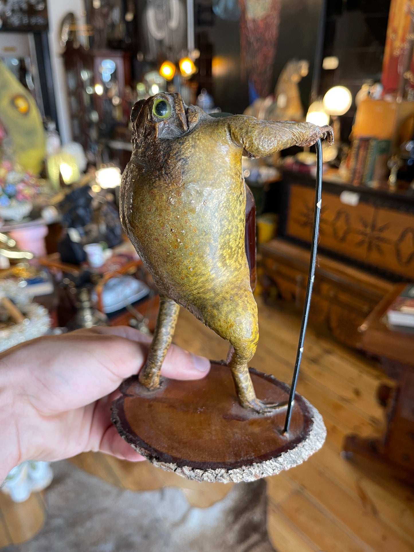 Taxidermy Cane Toad Holding Bundaberg Rum Bottle & Cane - Unique Mounted Display