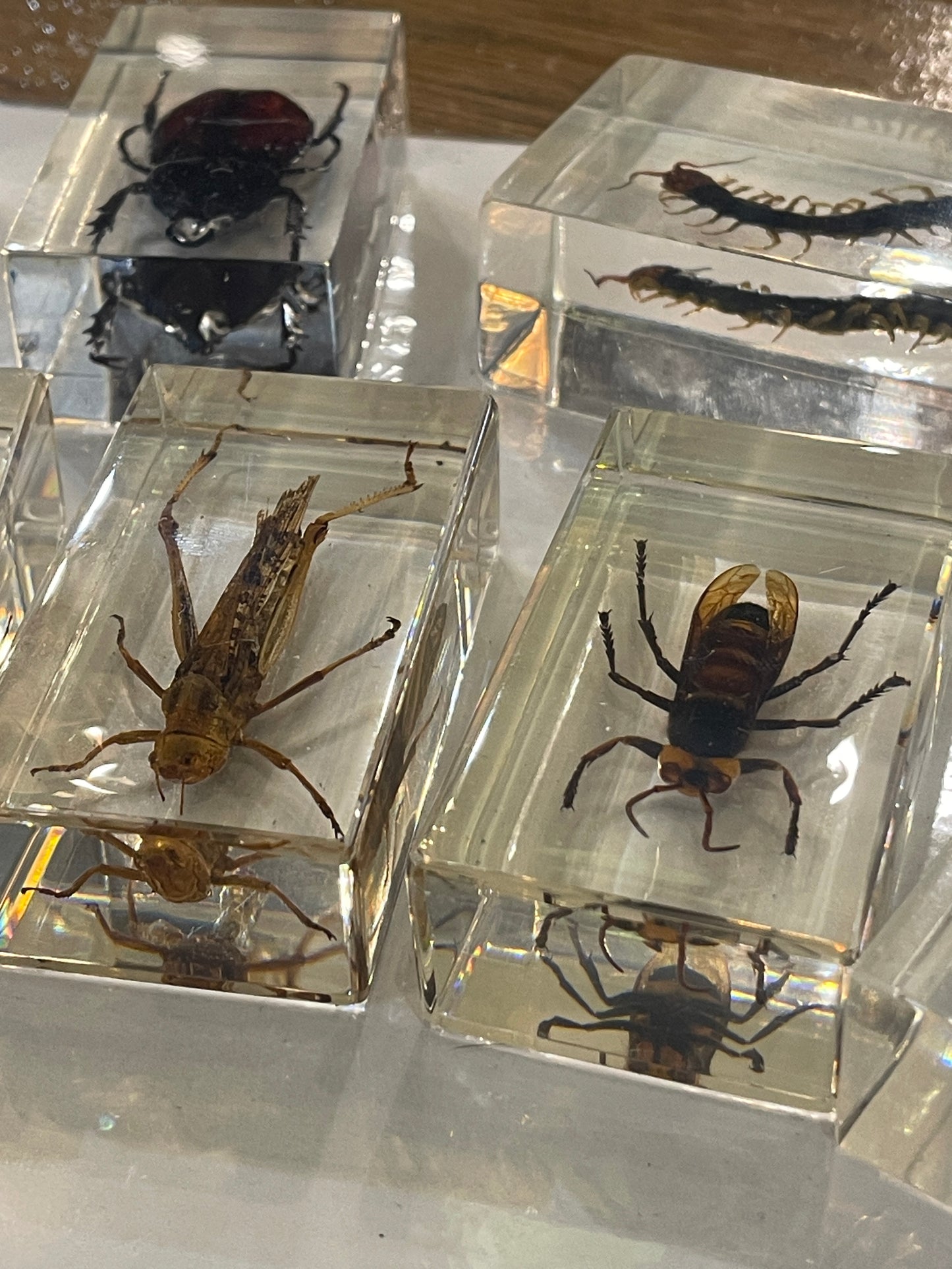 Real Insects in Resin - Individually Priced