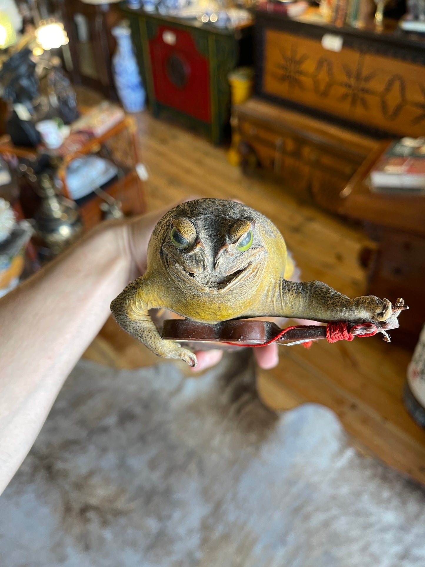 Taxidermy Cane Toad with Miniature Guitar - Unique Mounted Display