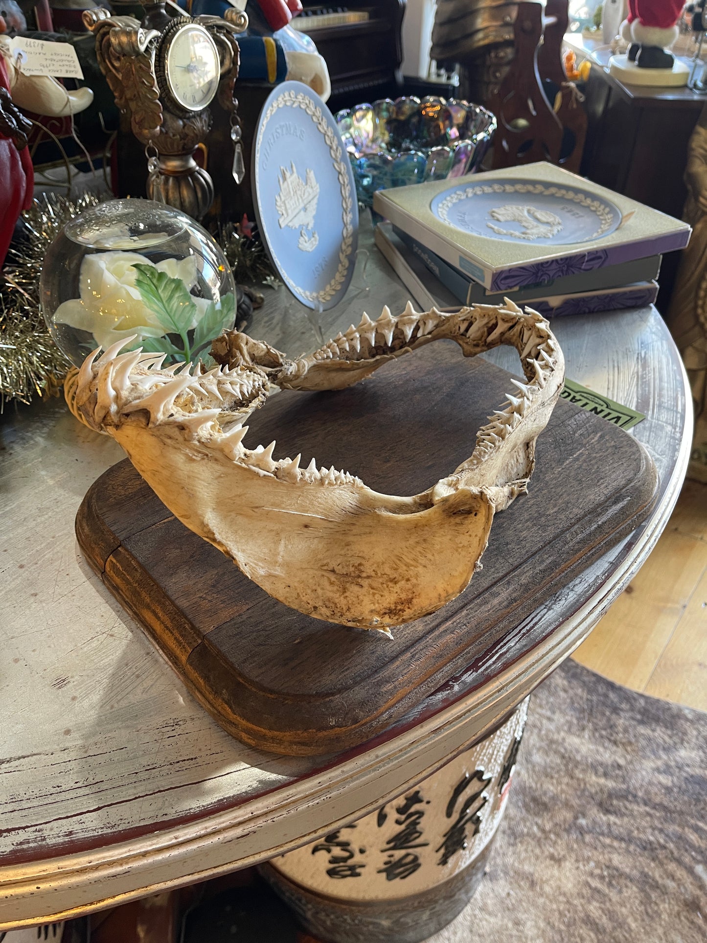 Authentic Shark Jaw with Timber Plaque – 37cm x 28cm