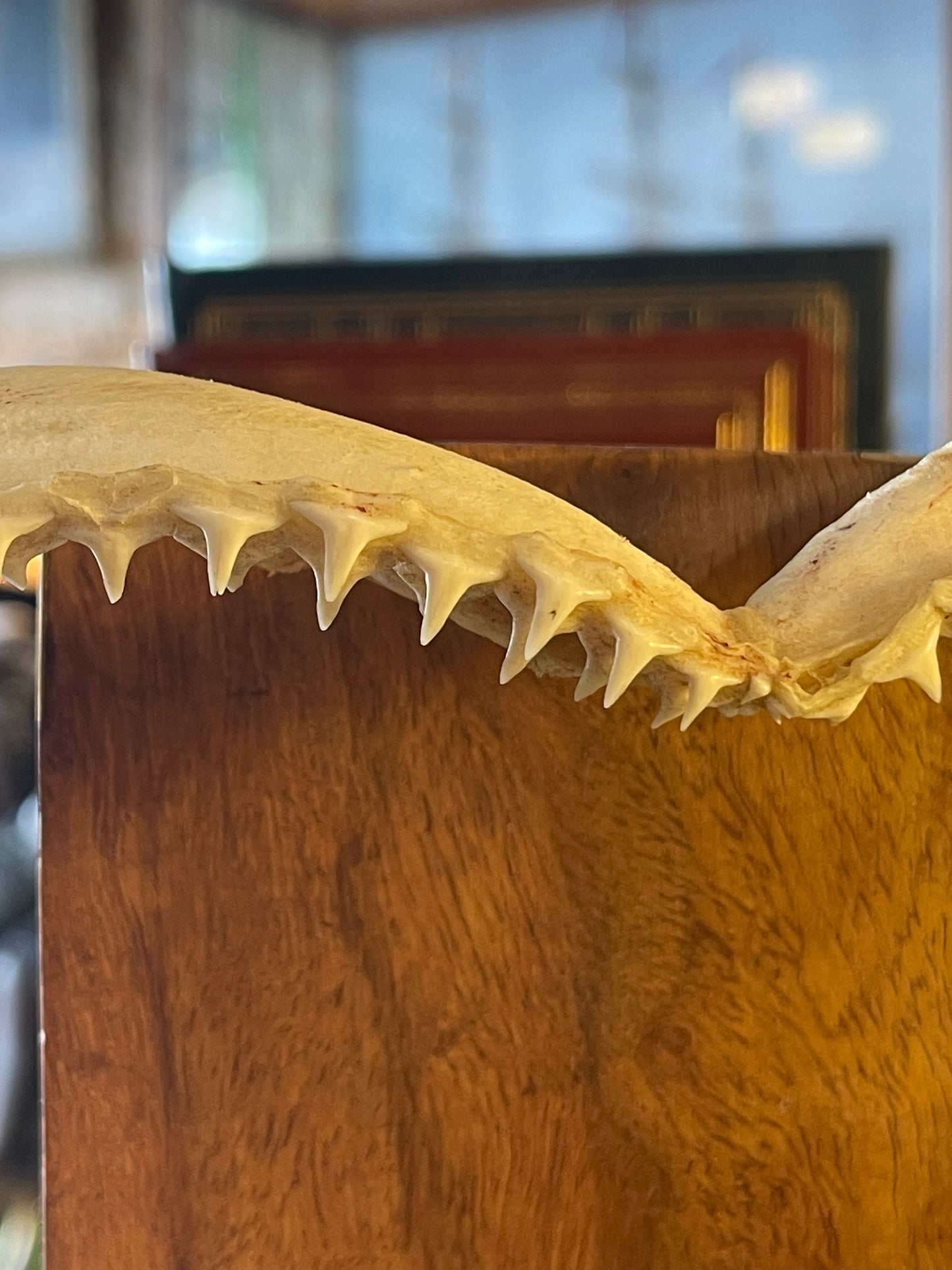 Small Shark Jaw (approx. 30cm)