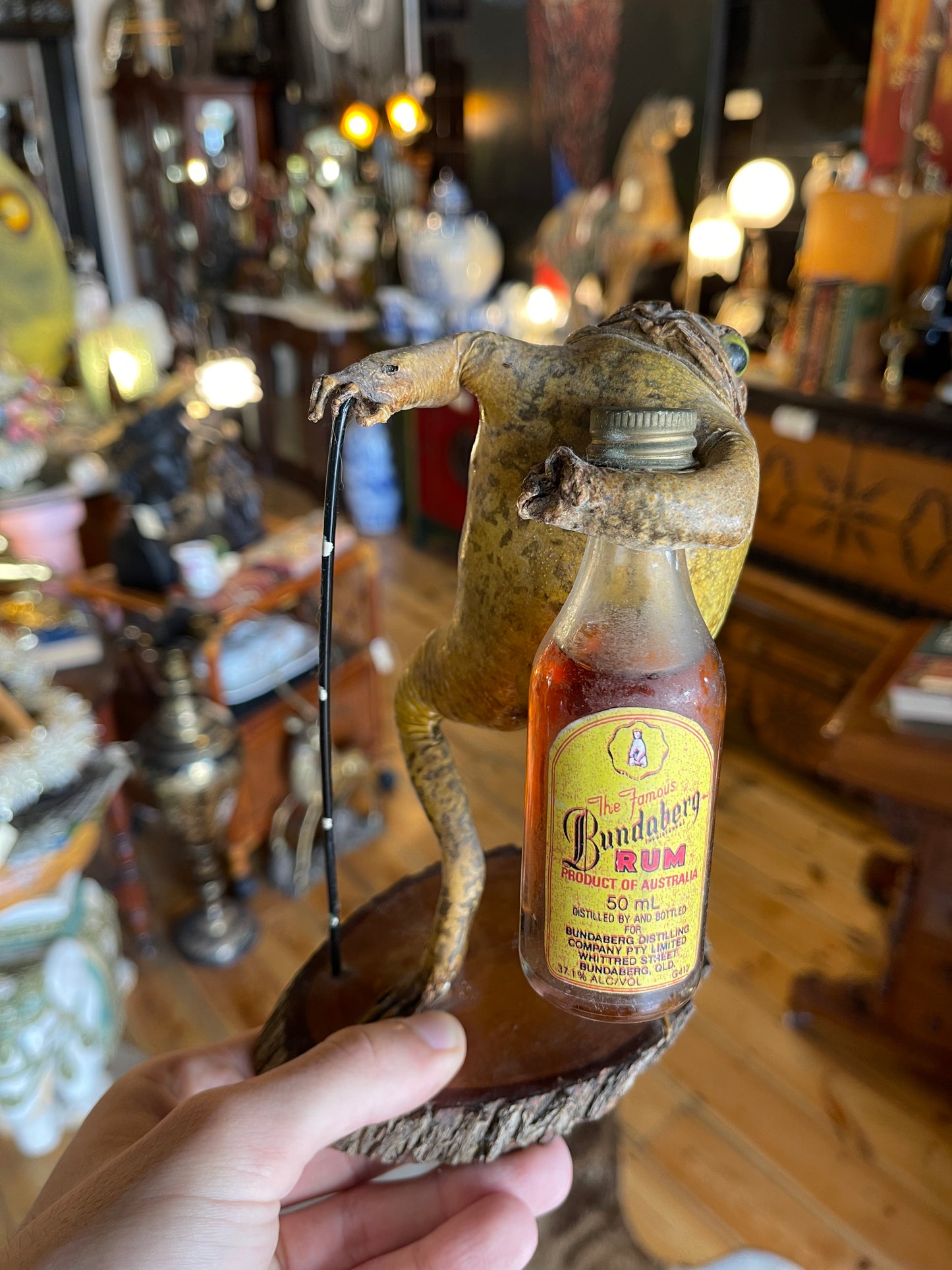 Taxidermy Cane Toad Holding Bundaberg Rum Bottle & Cane - Unique Mounted Display