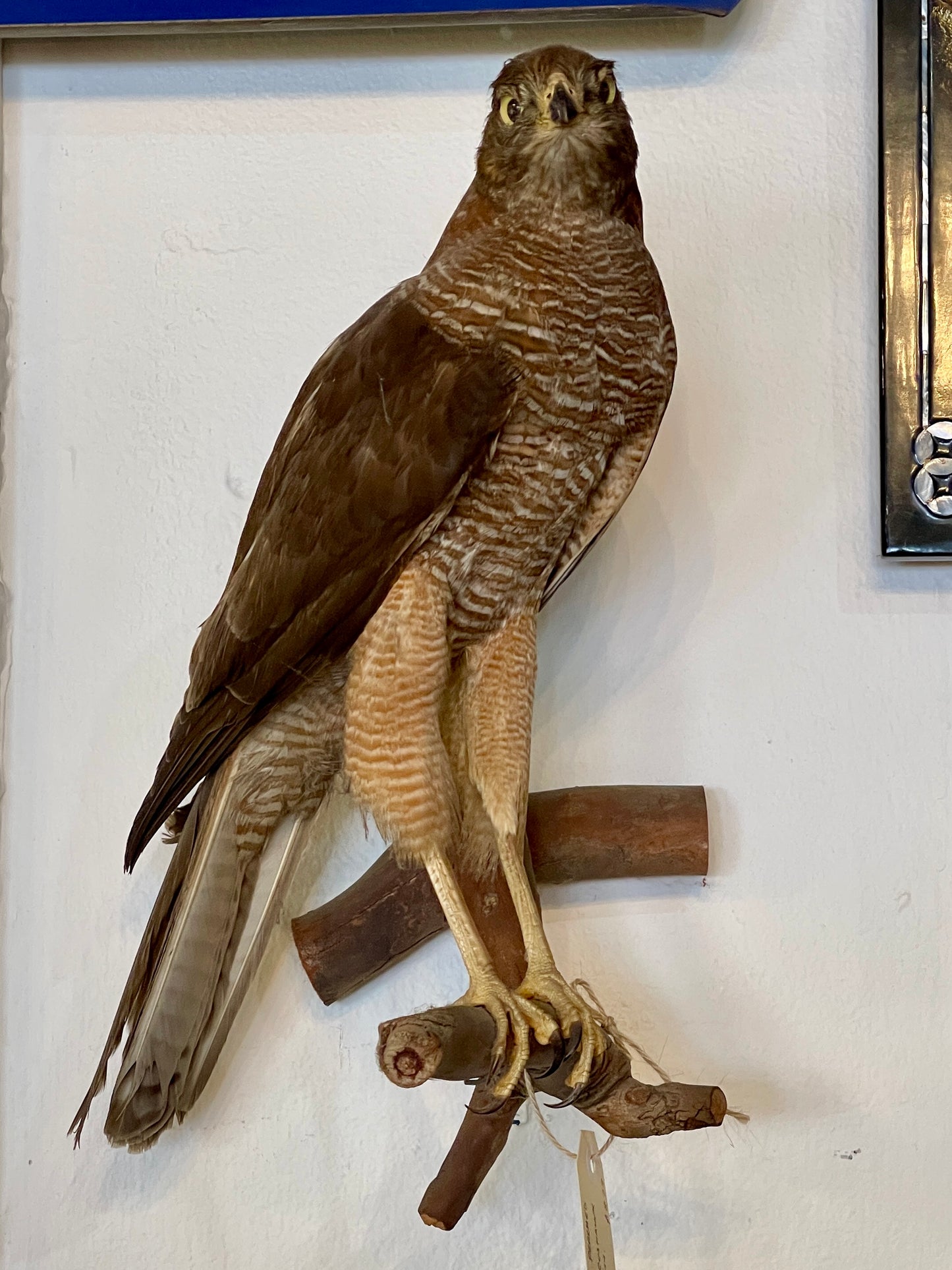 Brown Goshawk Taxidermy Mount - Stunning Ornithological Art