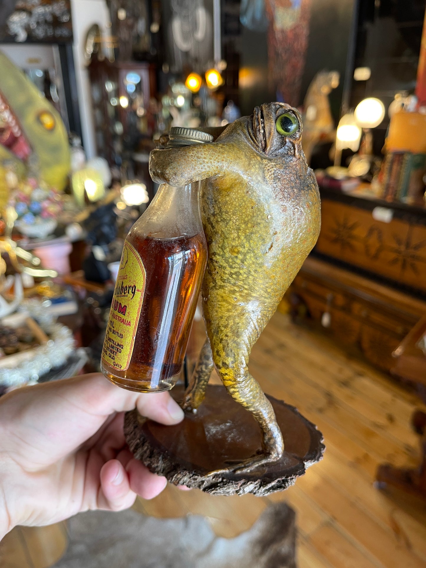 Taxidermy Cane Toad Holding Bundaberg Rum Bottle & Cane - Unique Mounted Display