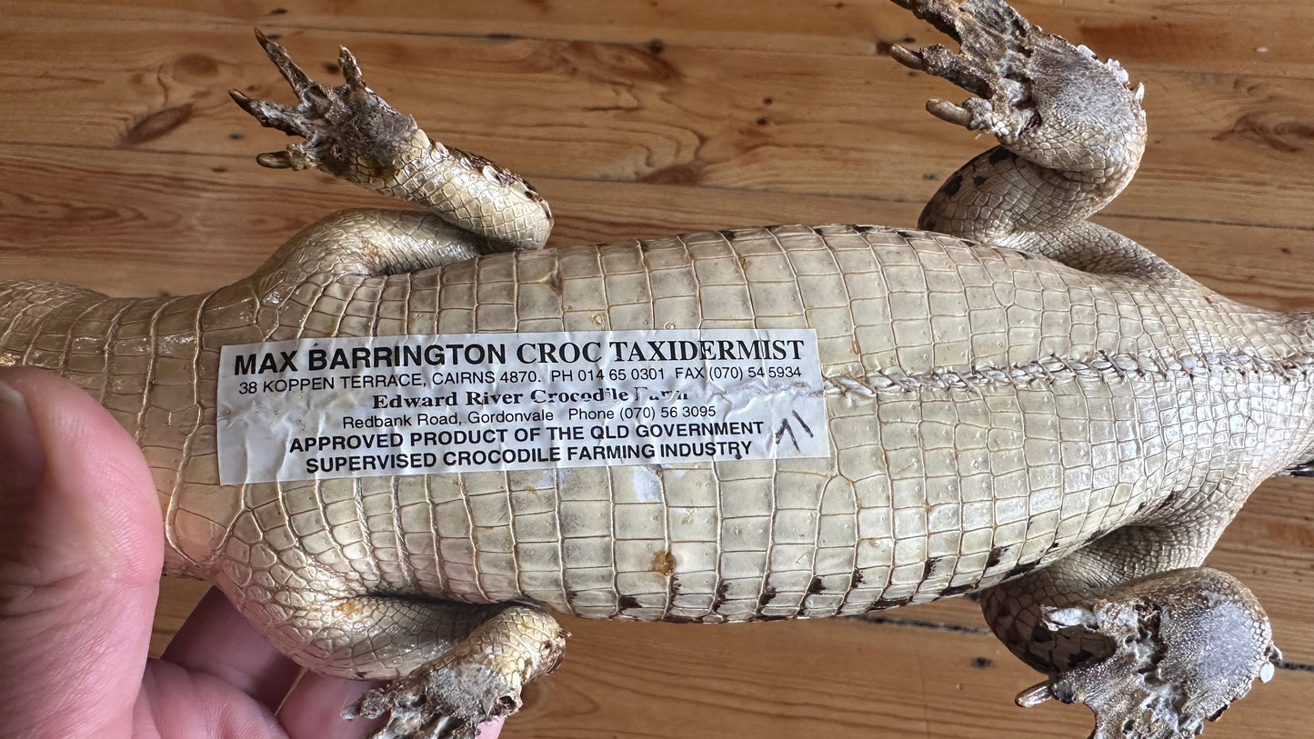 Vintage full-body juvenile crocodile taxidermy specimen with an open mouth and scaly dermal scutes