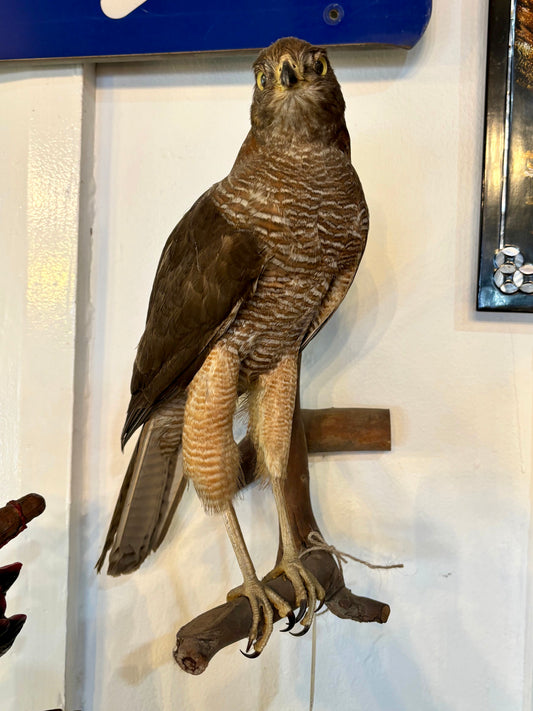 Brown Goshawk Taxidermy Mount - Stunning Ornithological Art