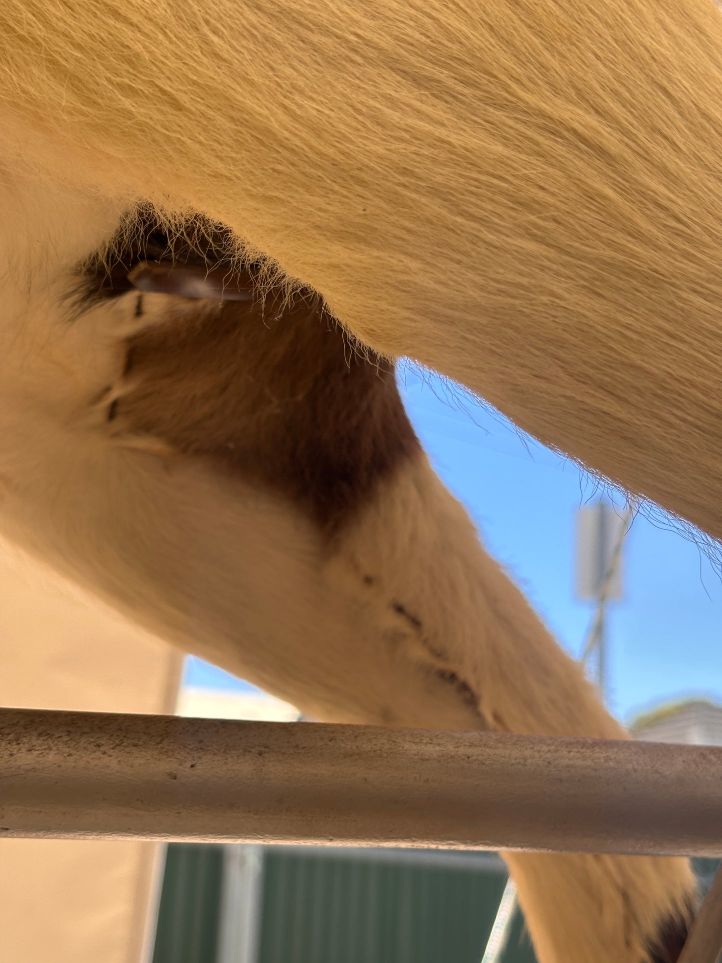 Vintage Rocking Horse with Real Horsehair Hide & Leather Saddle | c.1940s–1960s