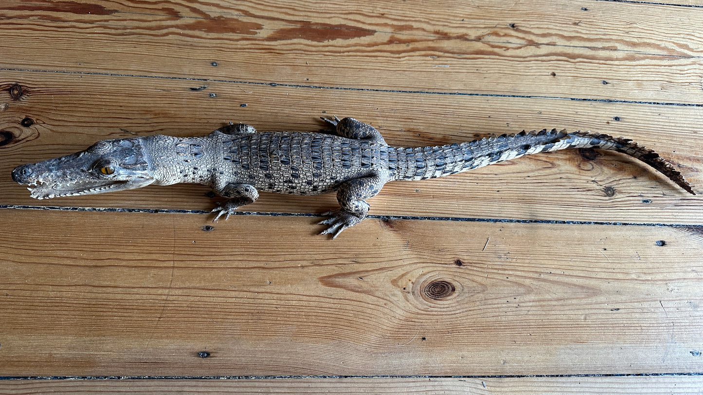 Vintage full-body juvenile crocodile taxidermy specimen with an open mouth and scaly dermal scutes
