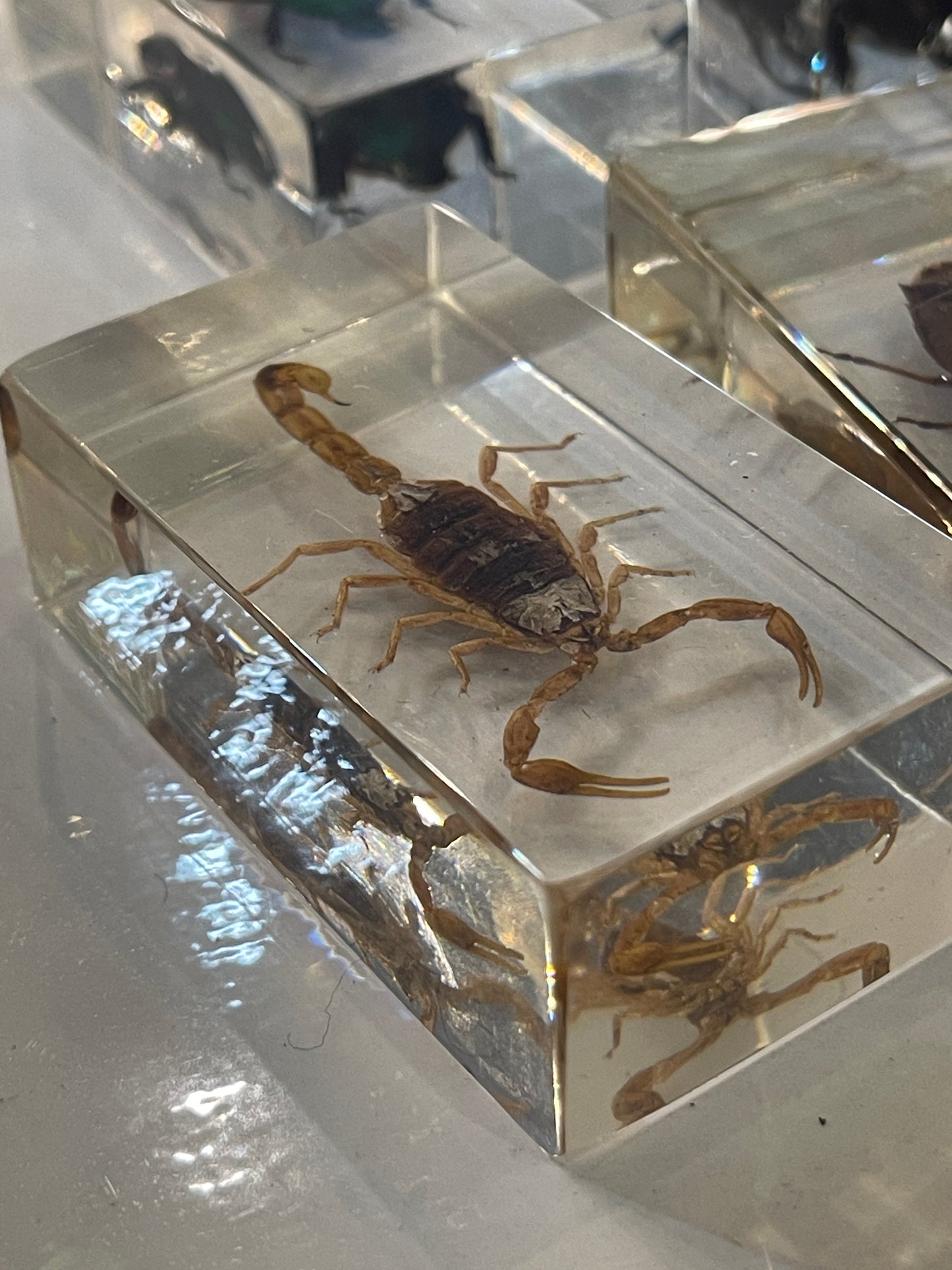 Real Insects in Resin - Individually Priced