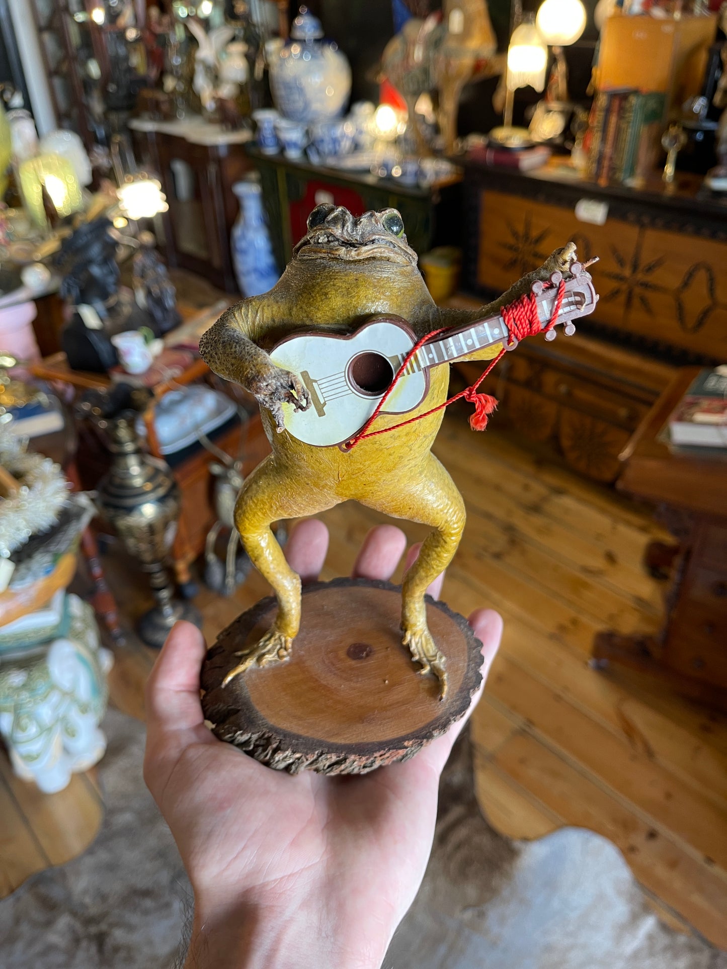 Taxidermy Cane Toad with Miniature Guitar - Unique Mounted Display