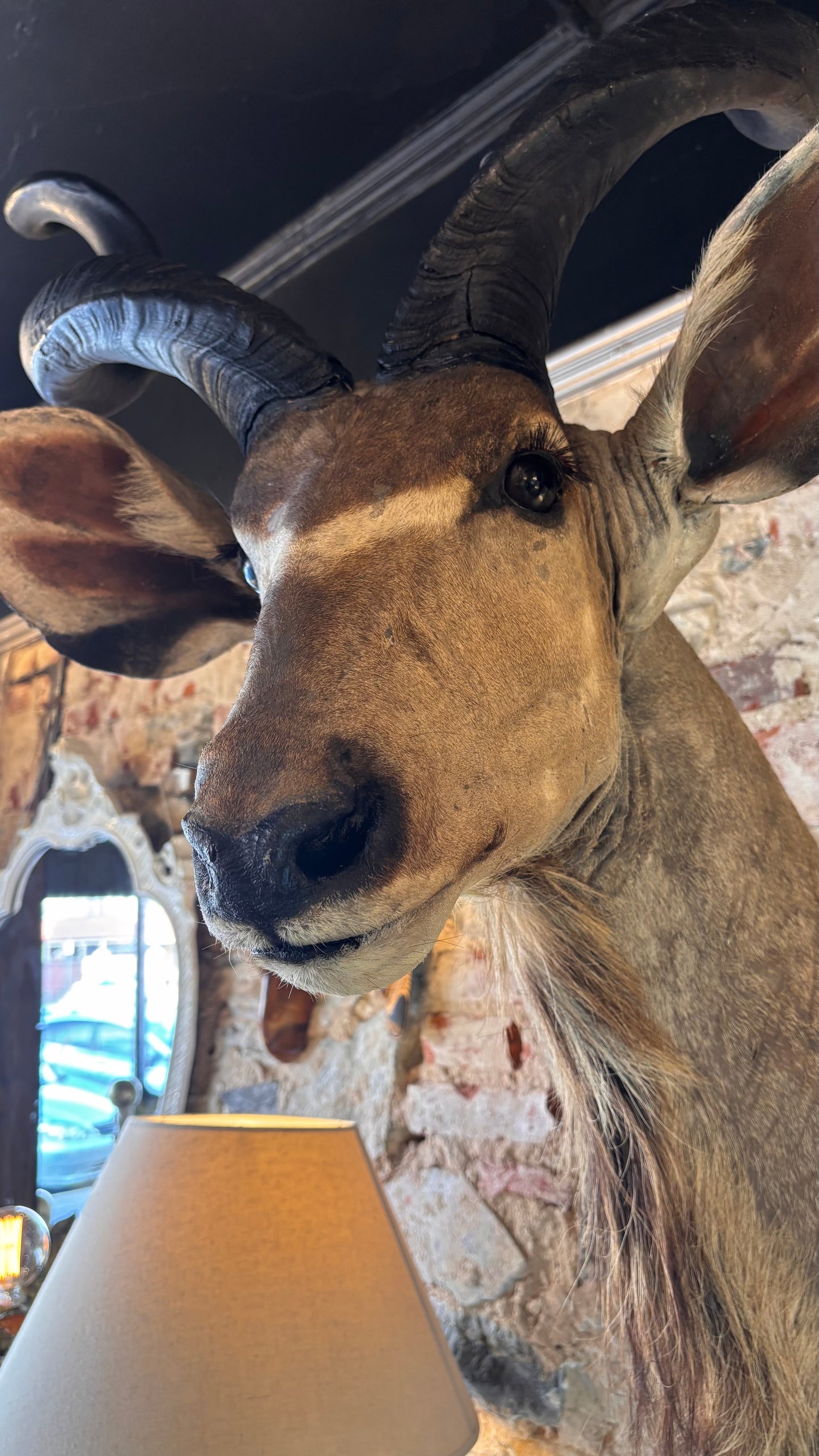 Taxidermy Kudu Shoulder Mount – 160cm Tall