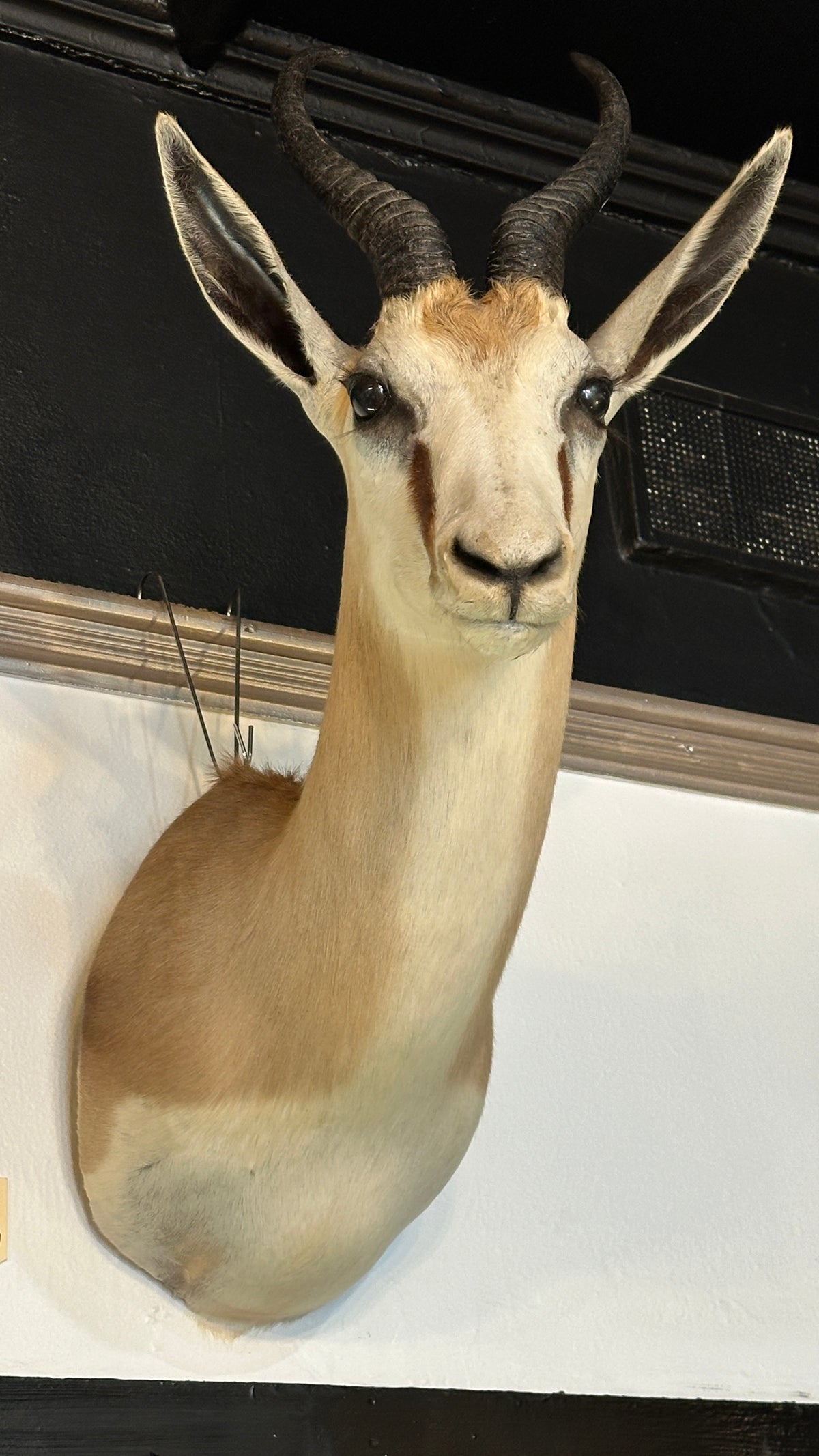 Taxidermy African Springbok Shoulder Mount
