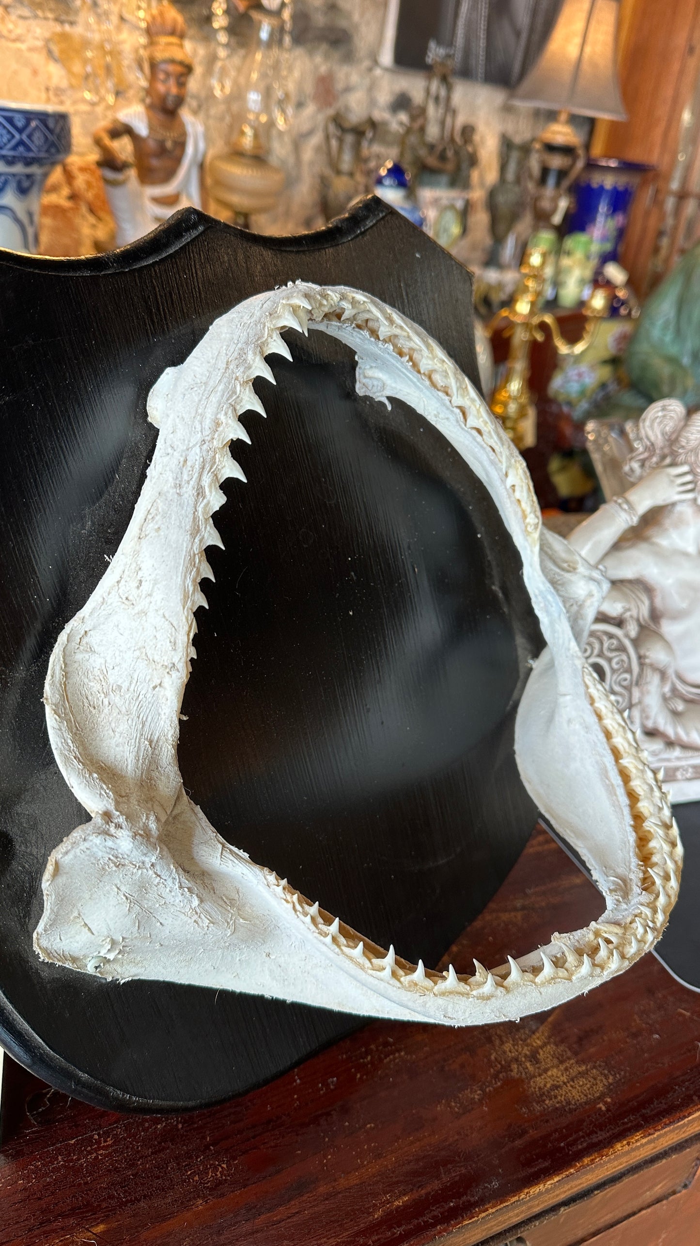 Genuine  Shark Jaw mounted on black wooden shield
