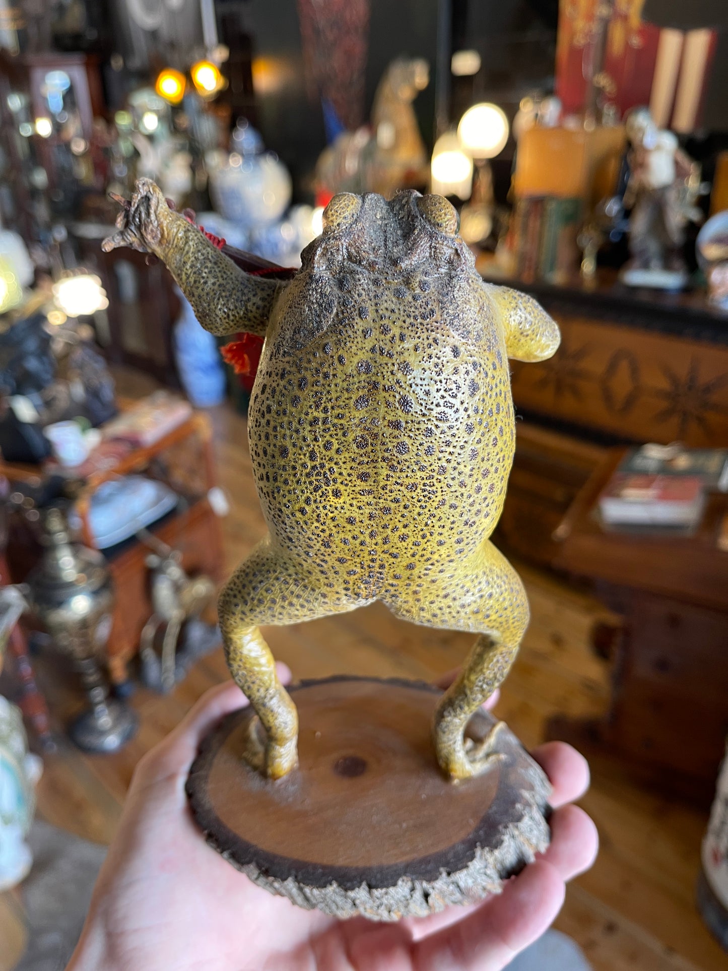 Taxidermy Cane Toad with Miniature Guitar - Unique Mounted Display