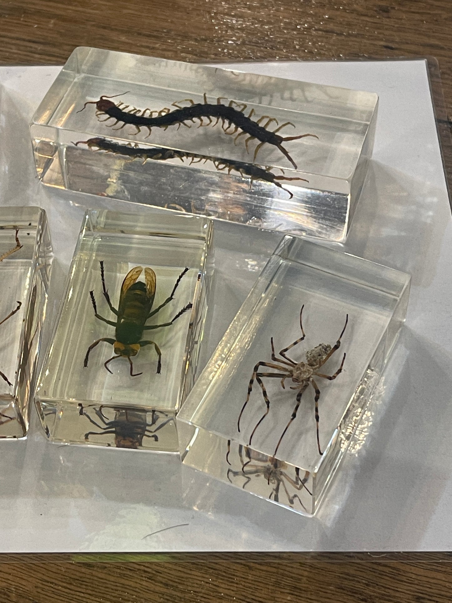 Real Insects in Resin - Individually Priced