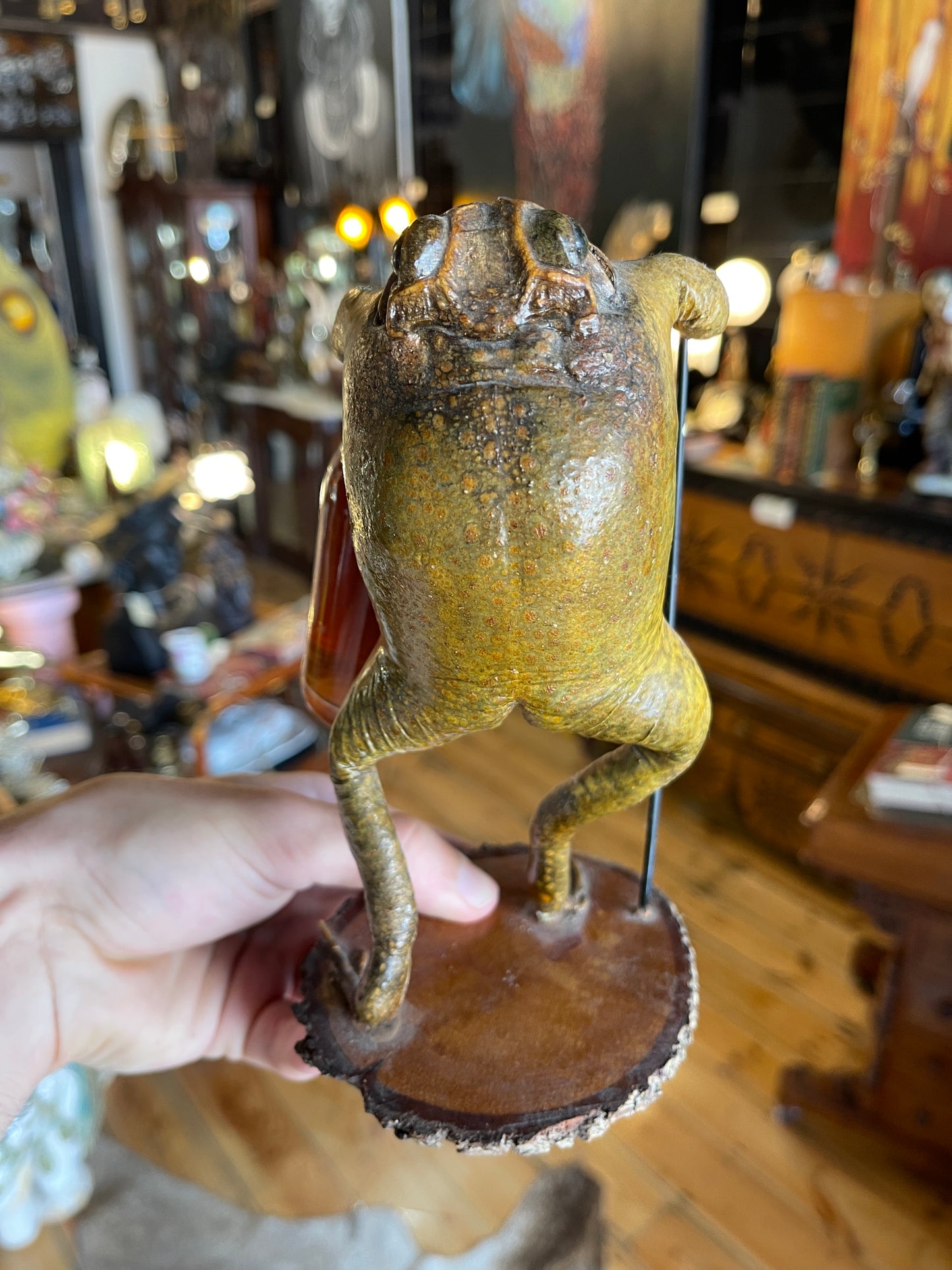 Taxidermy Cane Toad Holding Bundaberg Rum Bottle & Cane - Unique Mounted Display