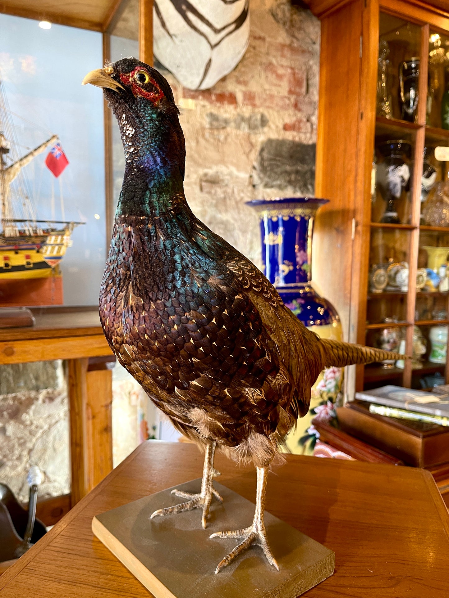 Taxidermy Pheasant - Stunning Shimmering Feathers & Striped Tail