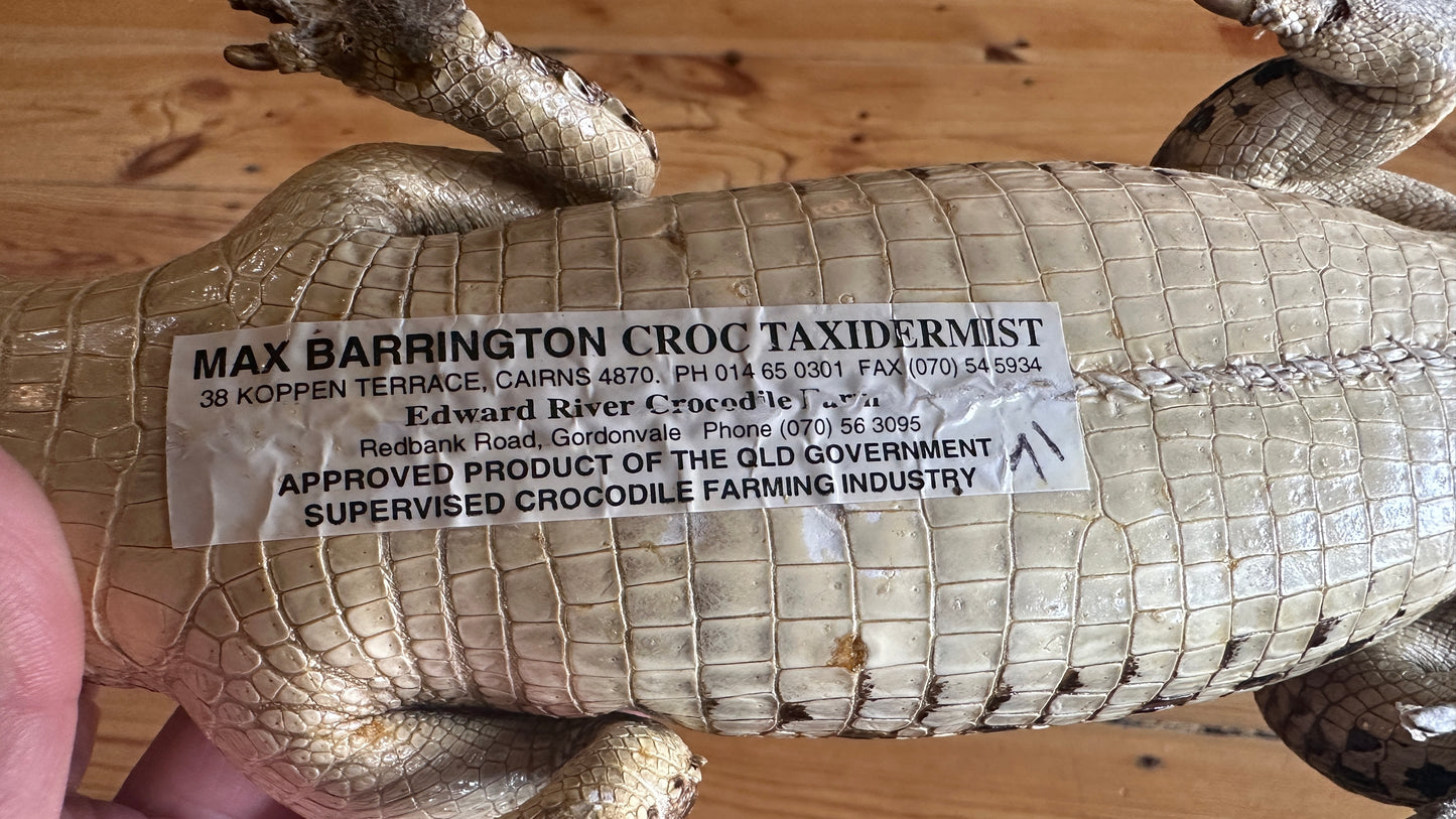 Vintage full-body juvenile crocodile taxidermy specimen with an open mouth and scaly dermal scutes