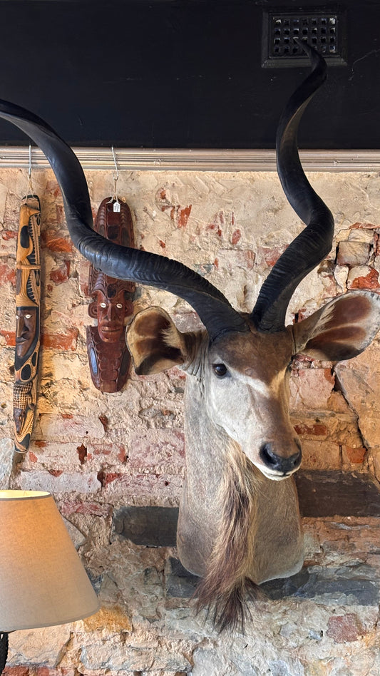 Taxidermy Kudu Shoulder Mount – 160cm Tall