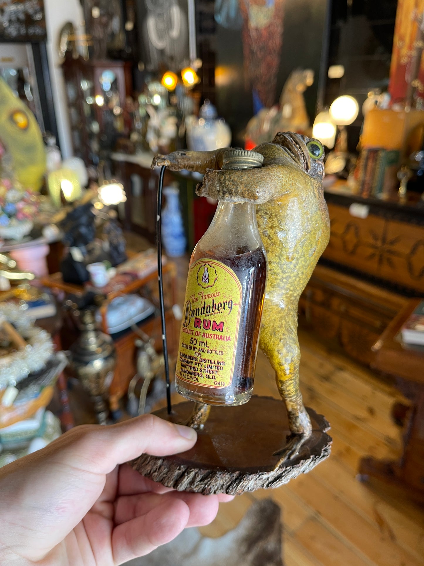 Taxidermy Cane Toad Holding Bundaberg Rum Bottle & Cane - Unique Mounted Display